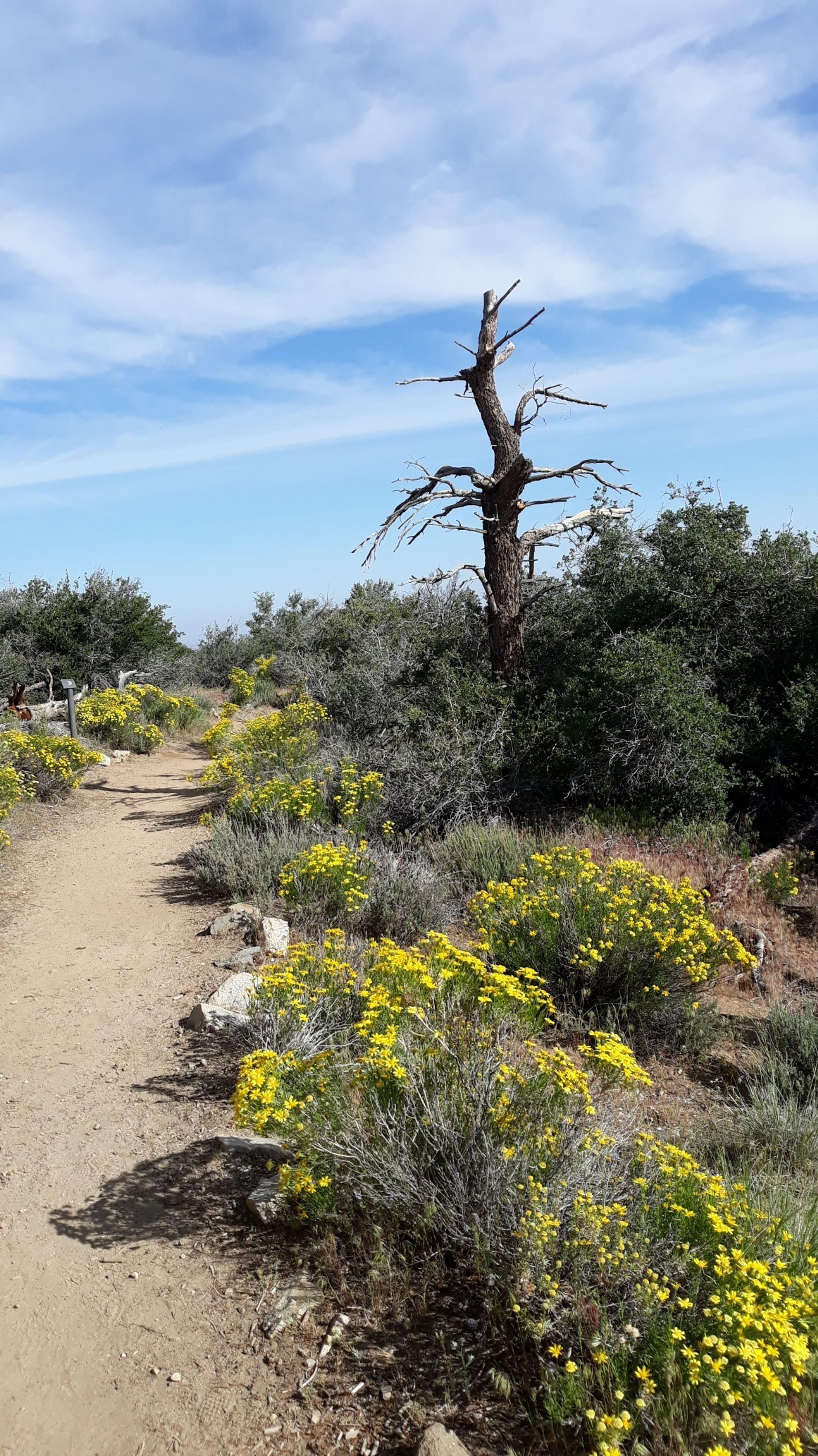 Pinyon_Pathway_Trail_DEV.jpg