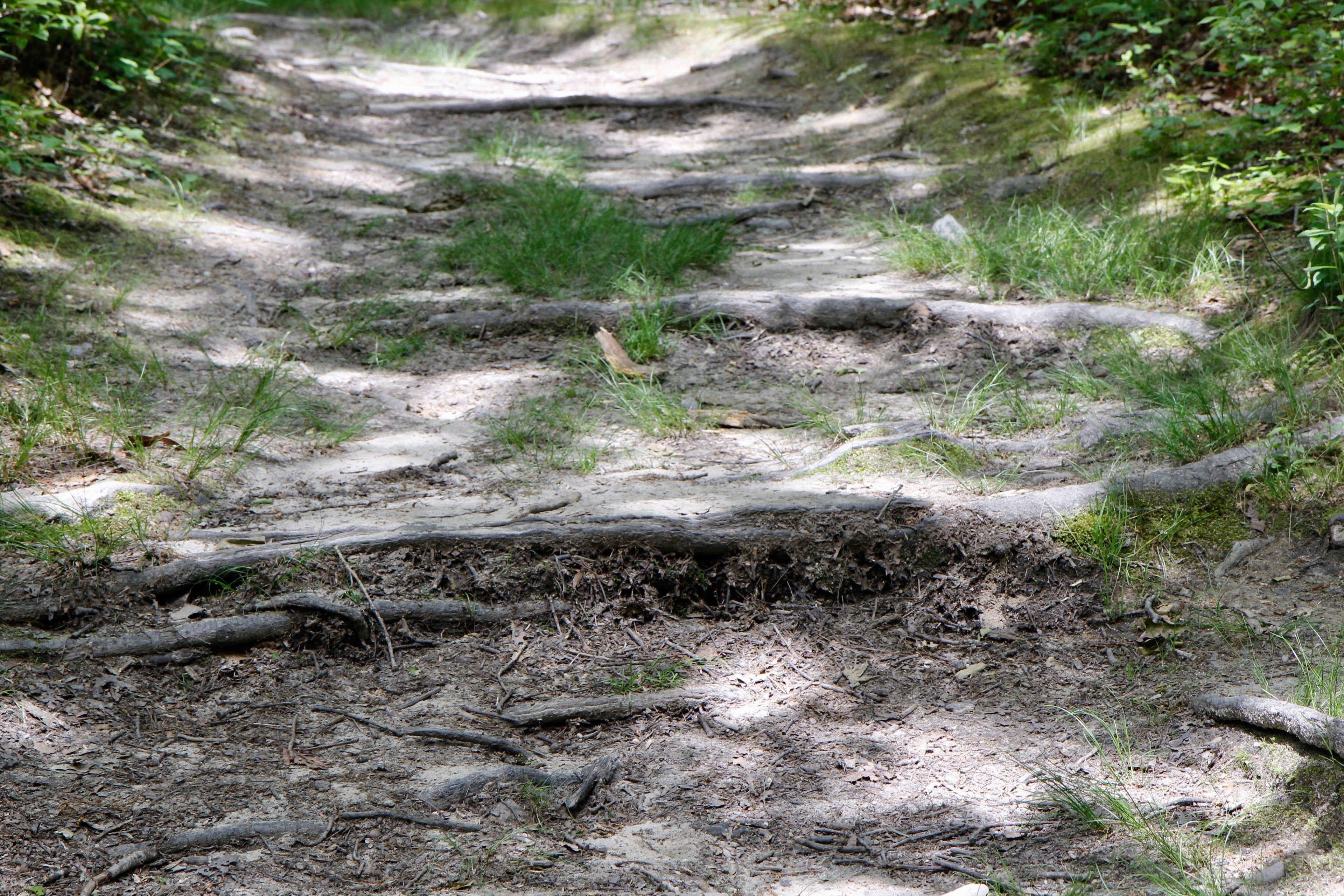 roots along trail