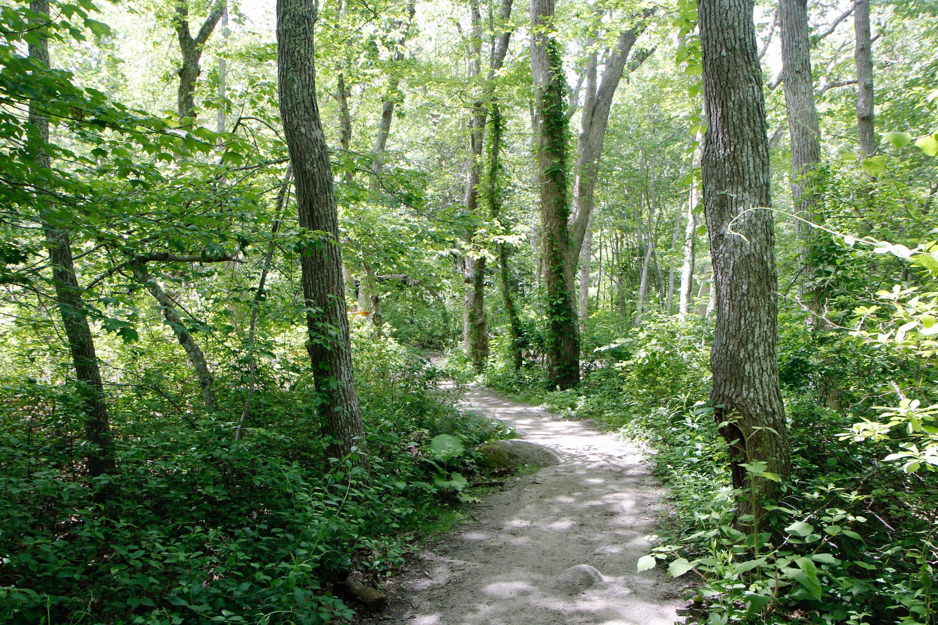 sandy trail through the woods