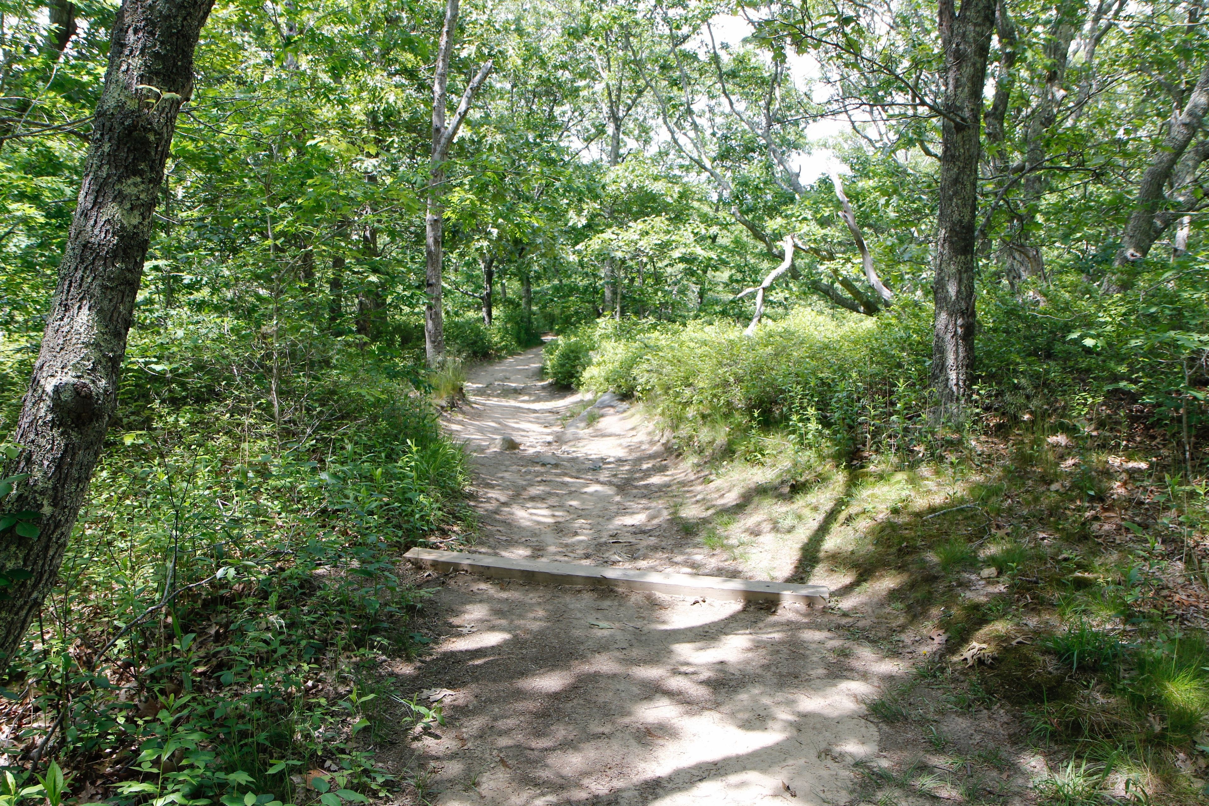 wood pieces on path to divert water