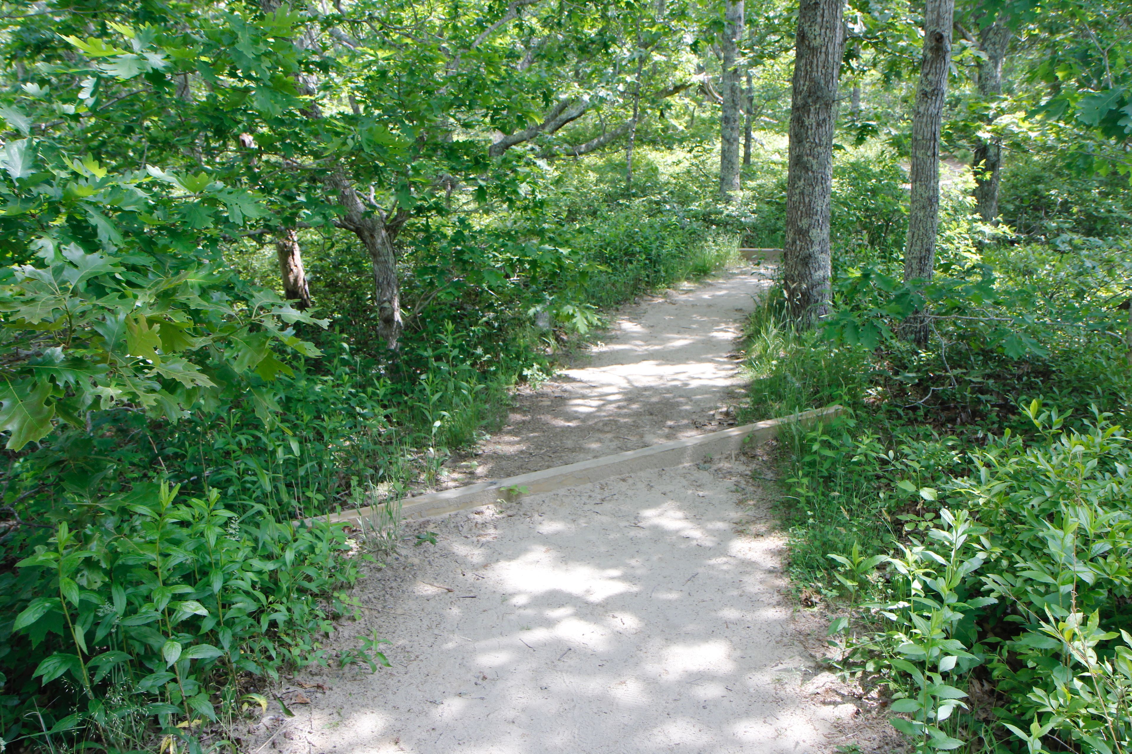 sandy path, wood pieces across path