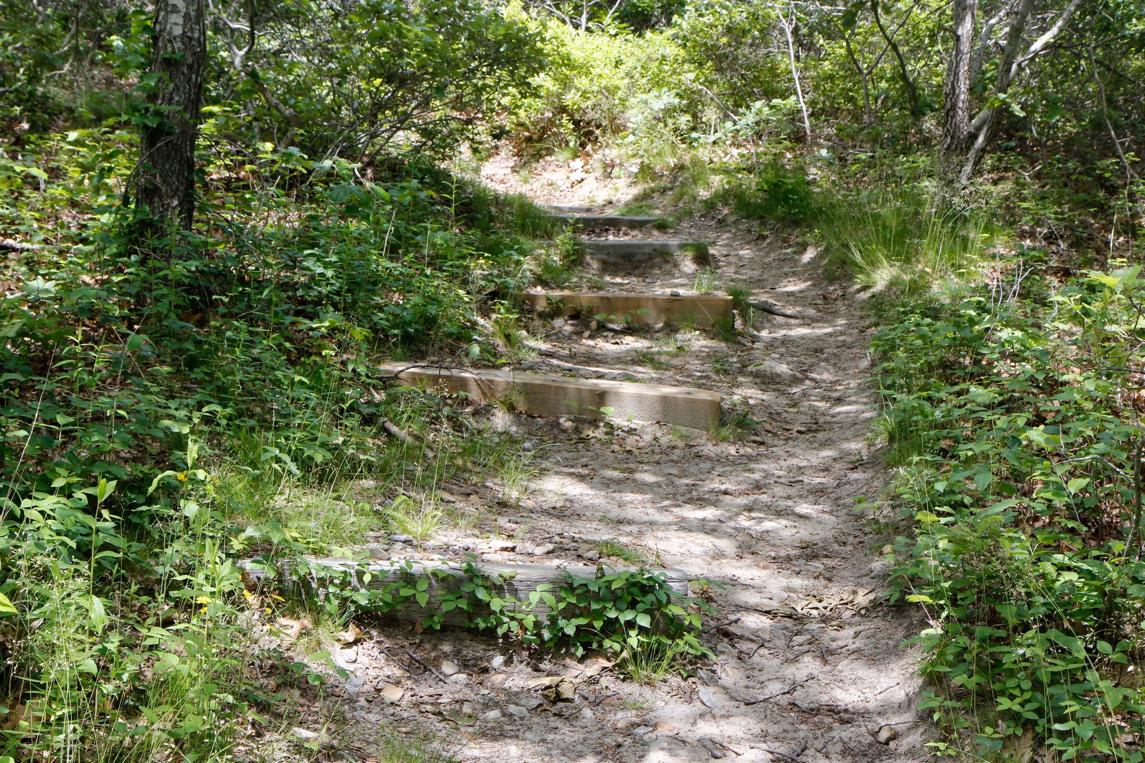 wood pieces in trail for erosion control