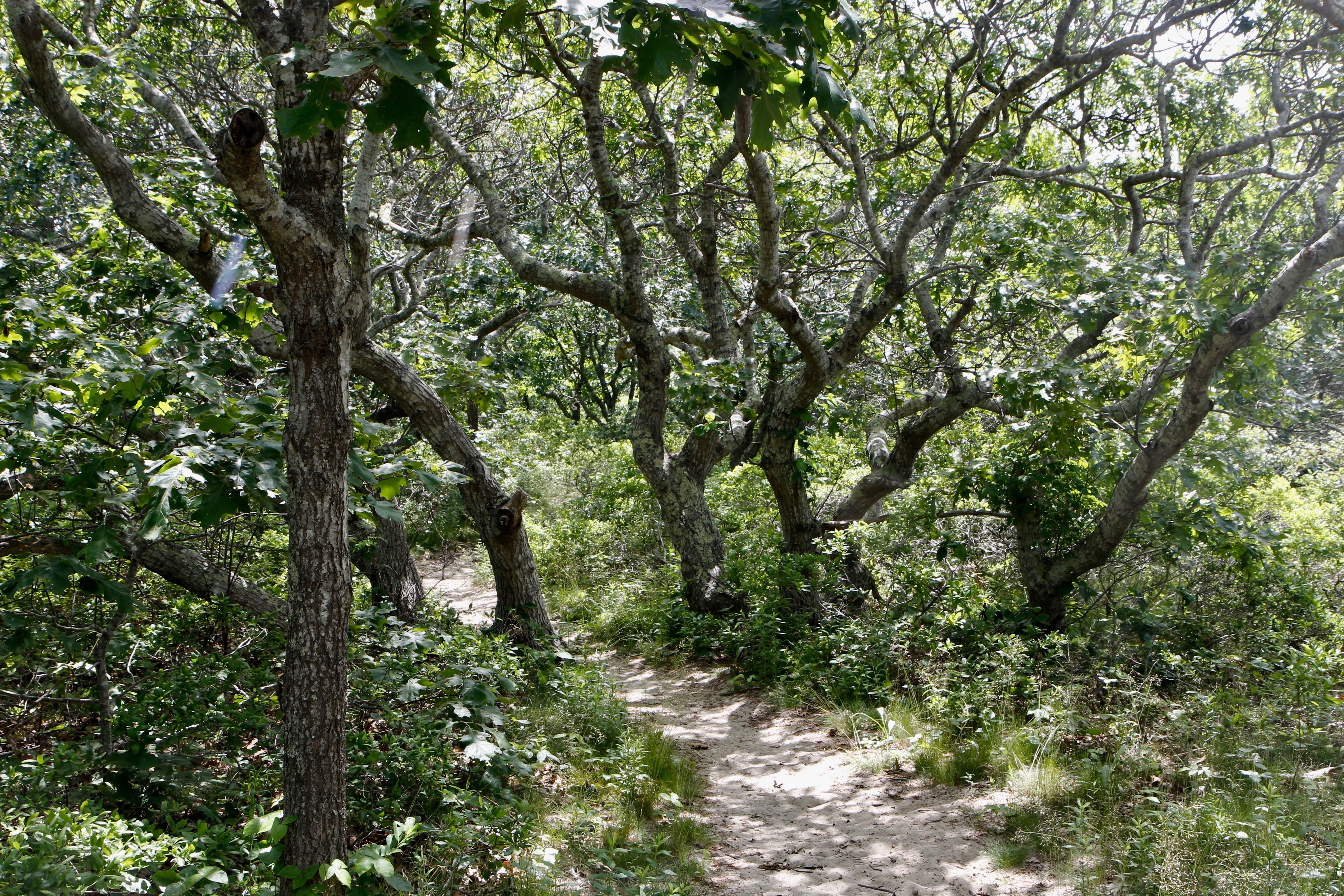 sandy trail through the woods