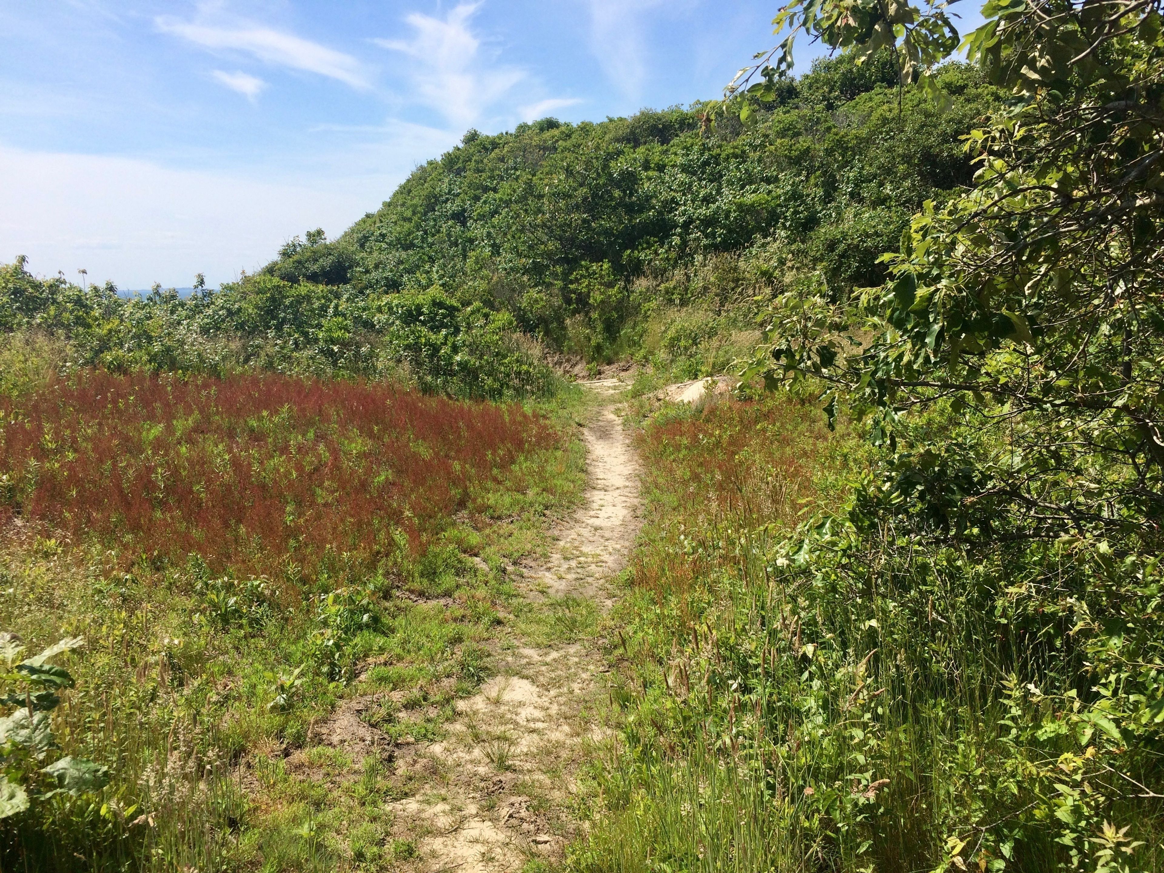 sandy path on path to beach