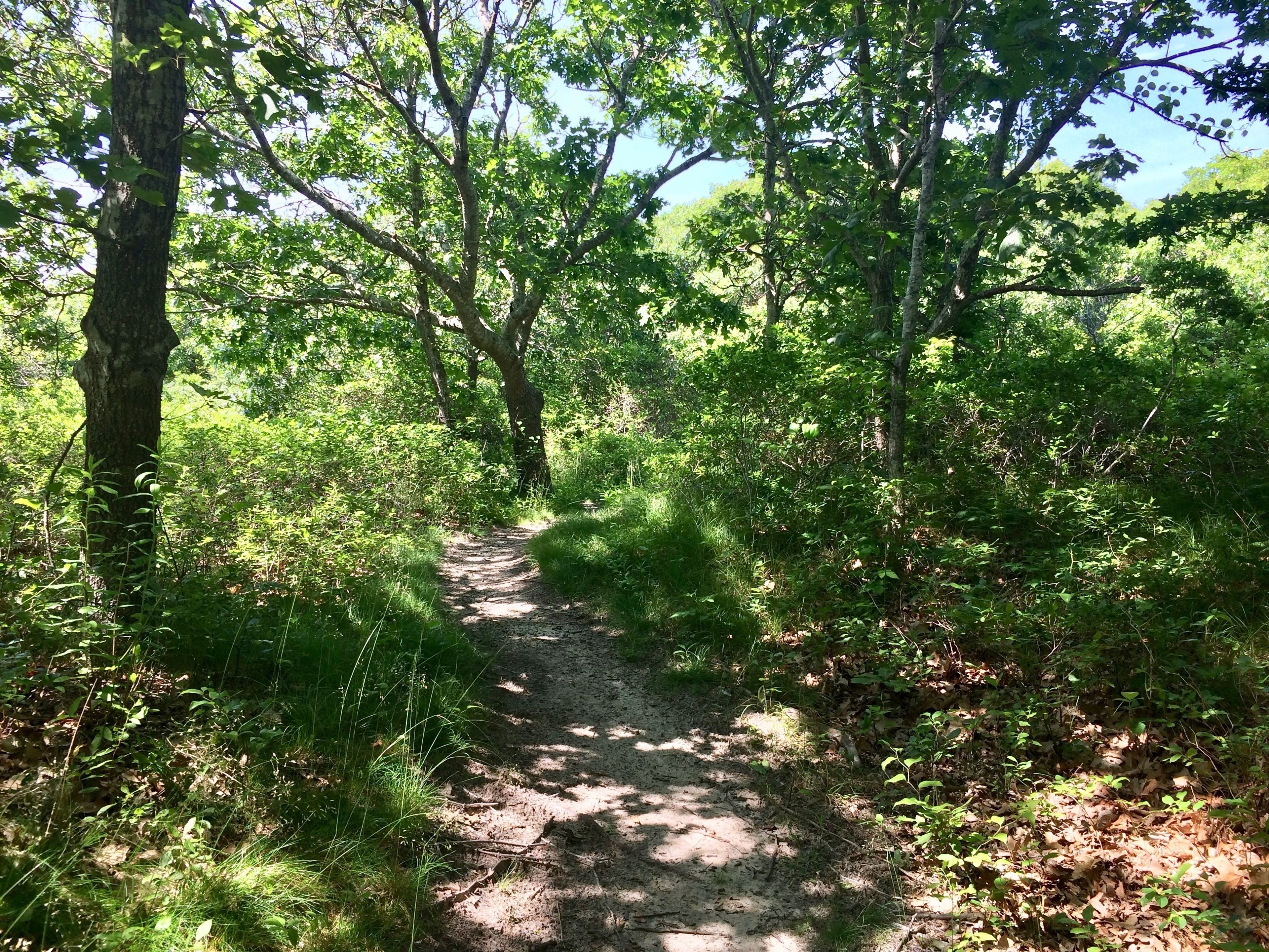 trail through woods near Nashawakemuck Loop