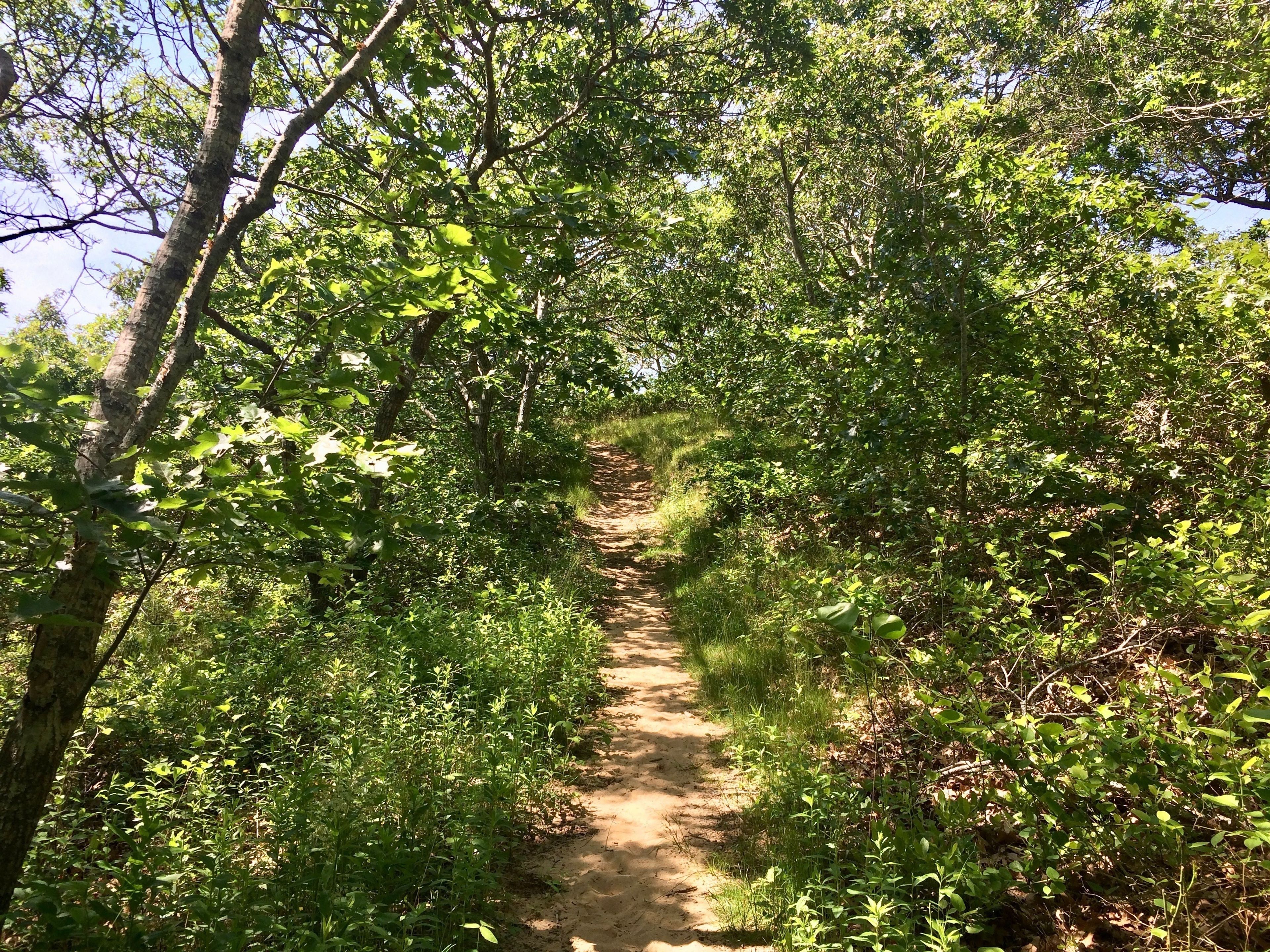 path through woods, west side of loop