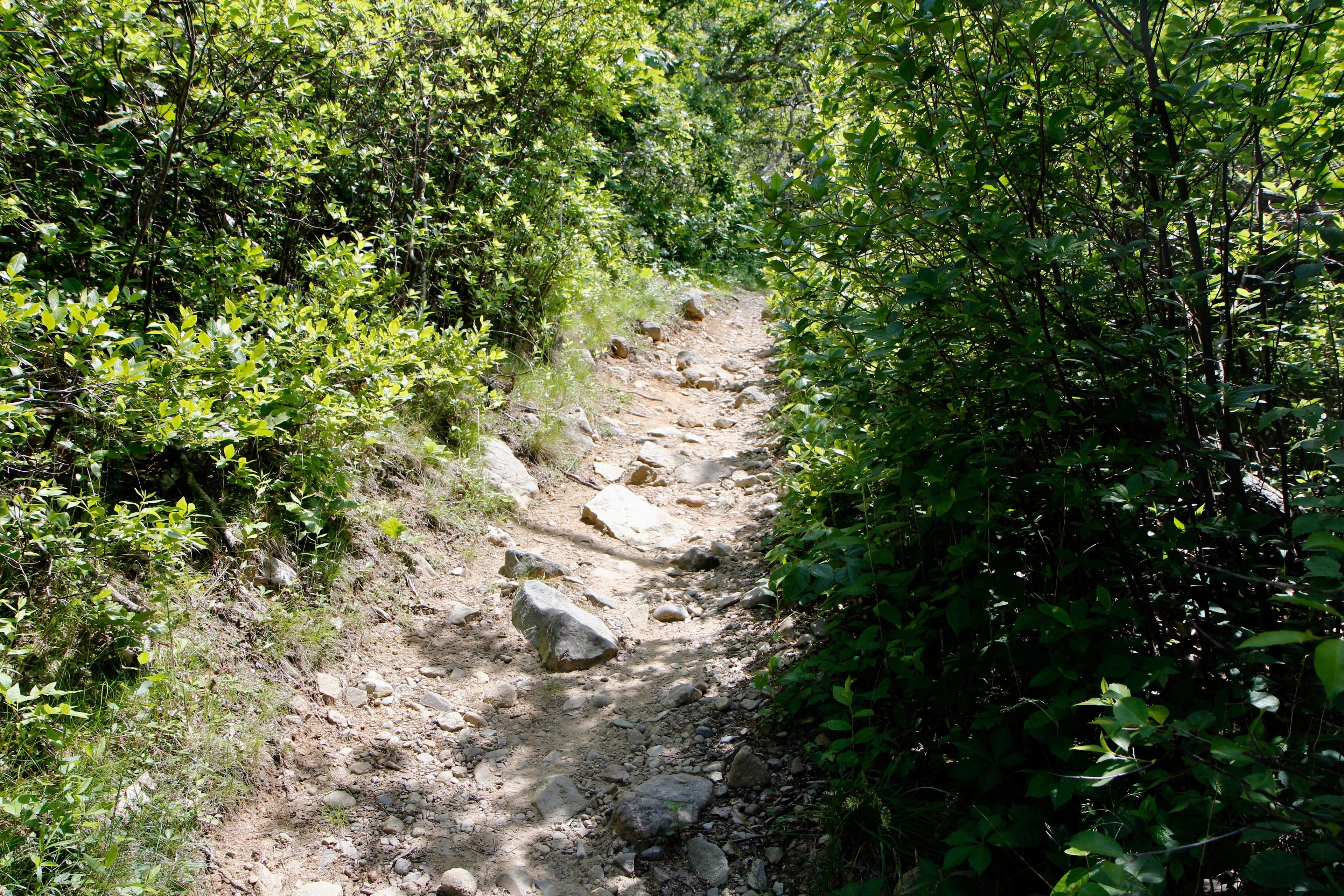 rocky in places, eastern side of loop