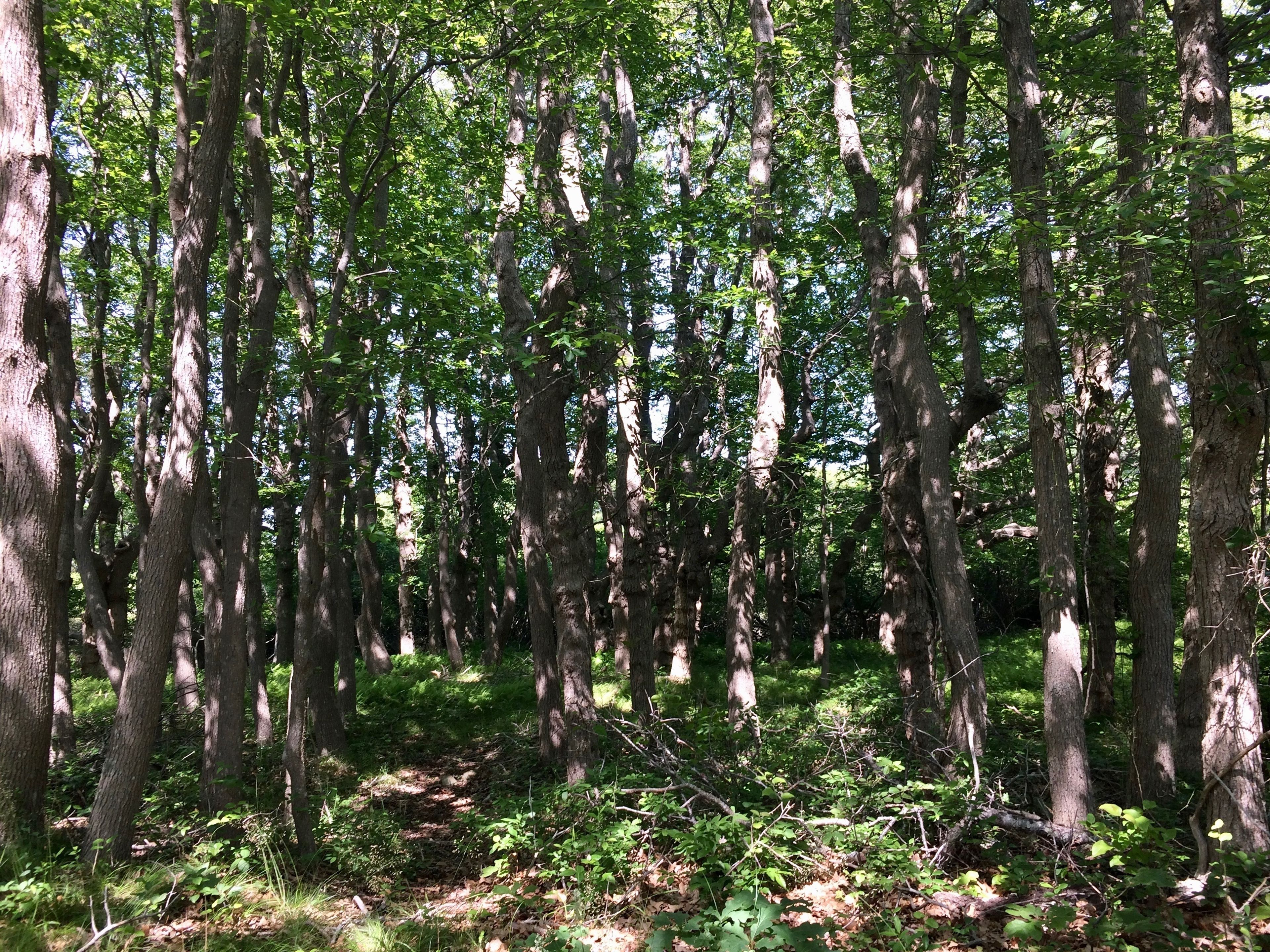 Beetlebung grove near intersection with west beach access trail