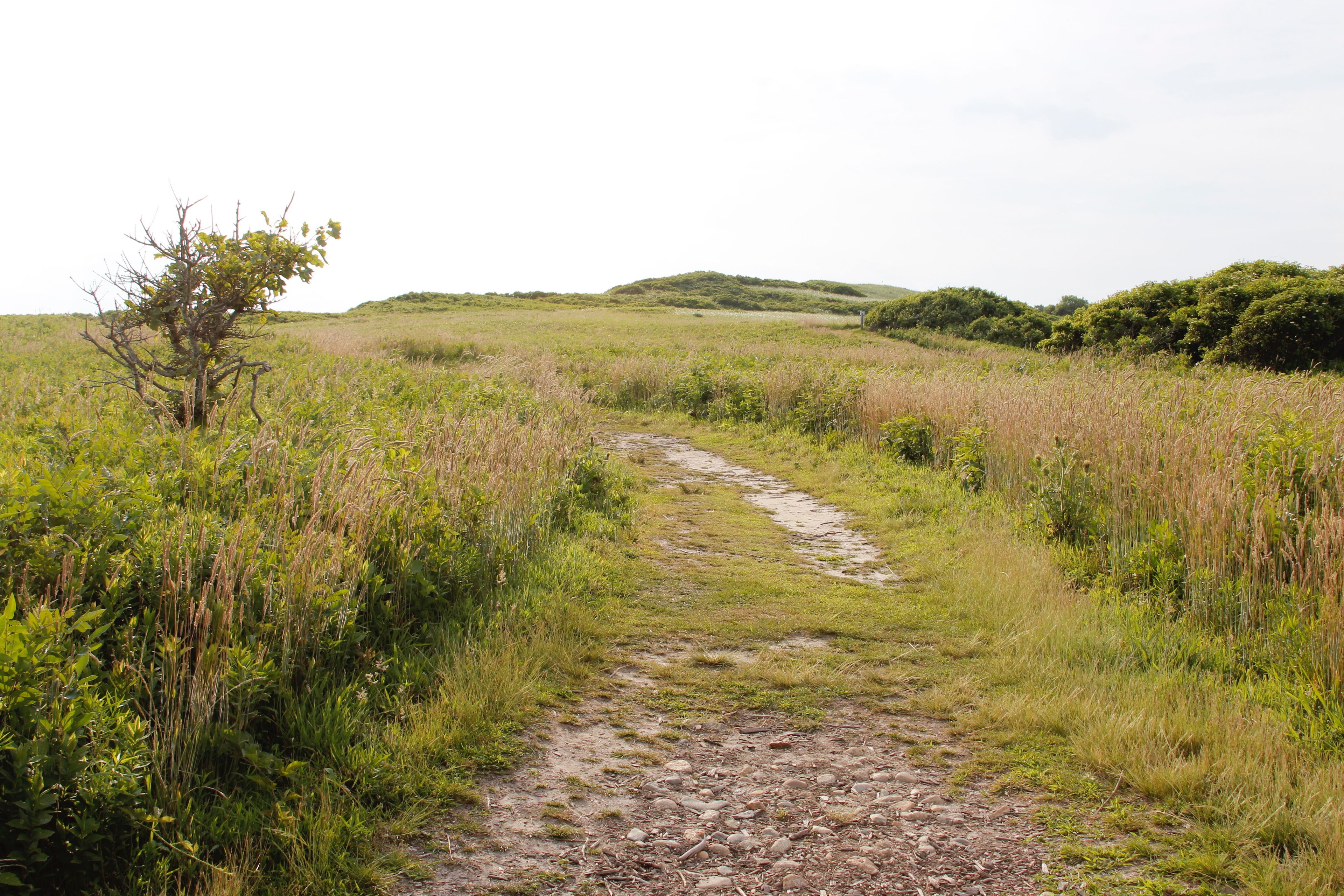 grassy trail