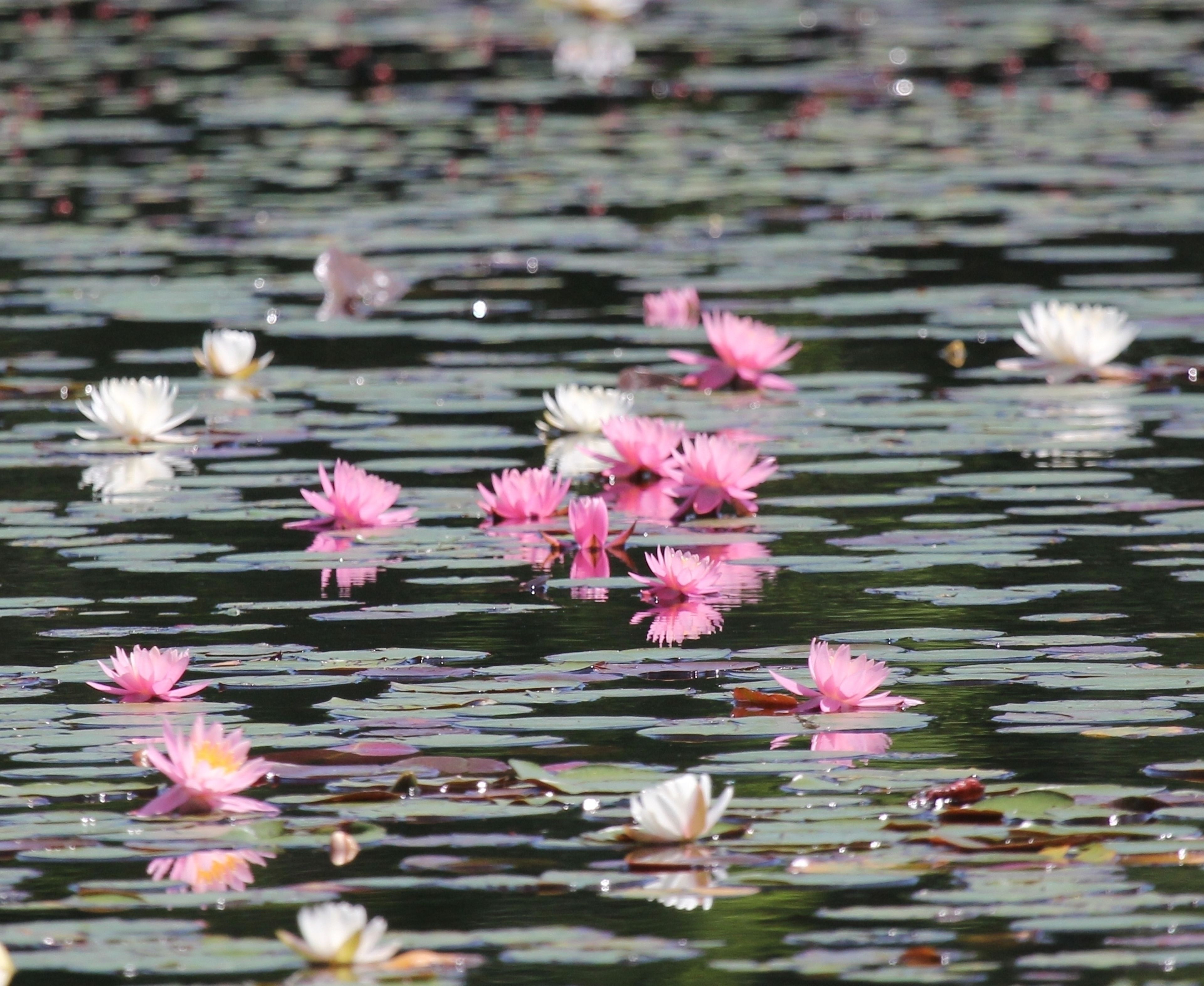 water lilies