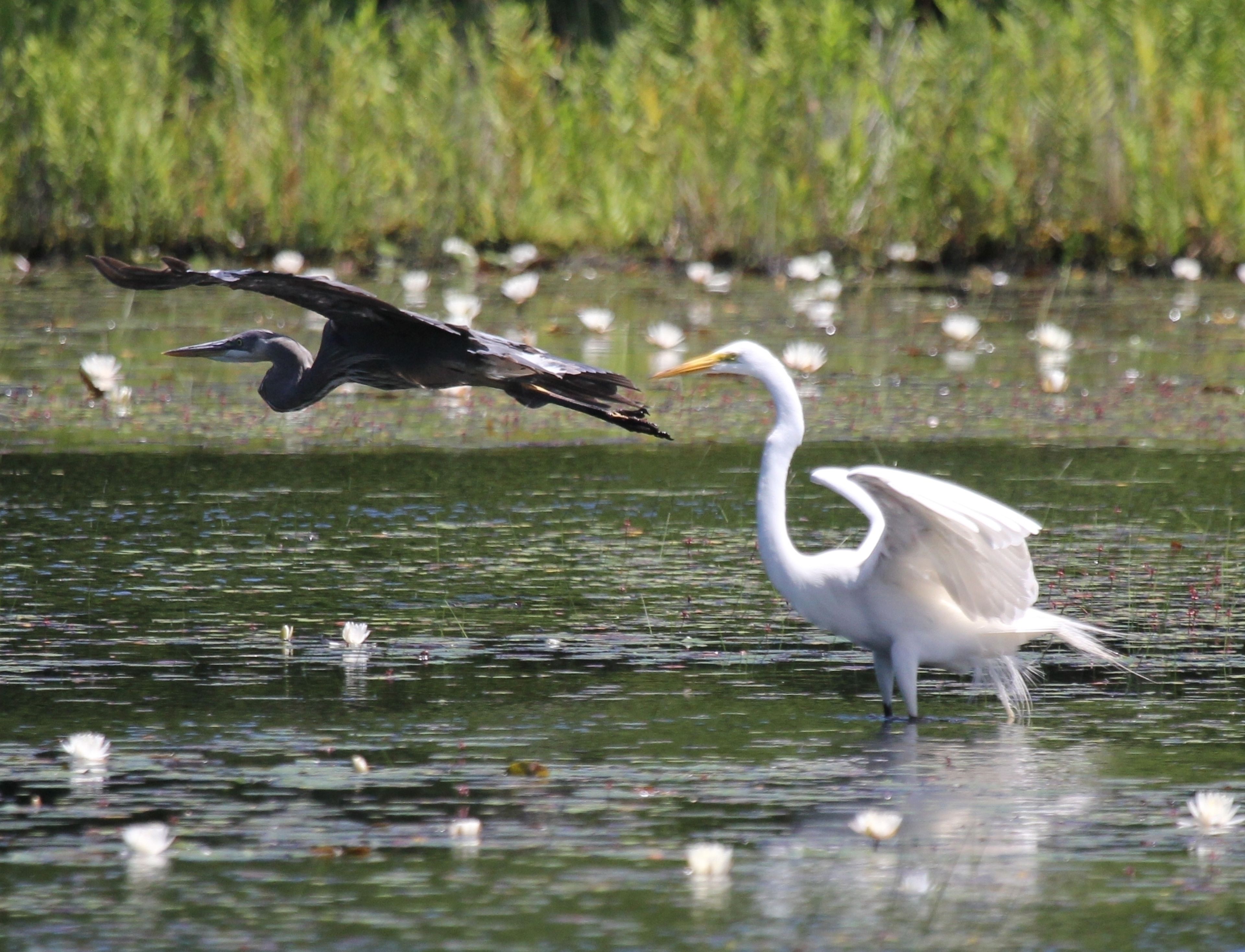 Great Blue Heron