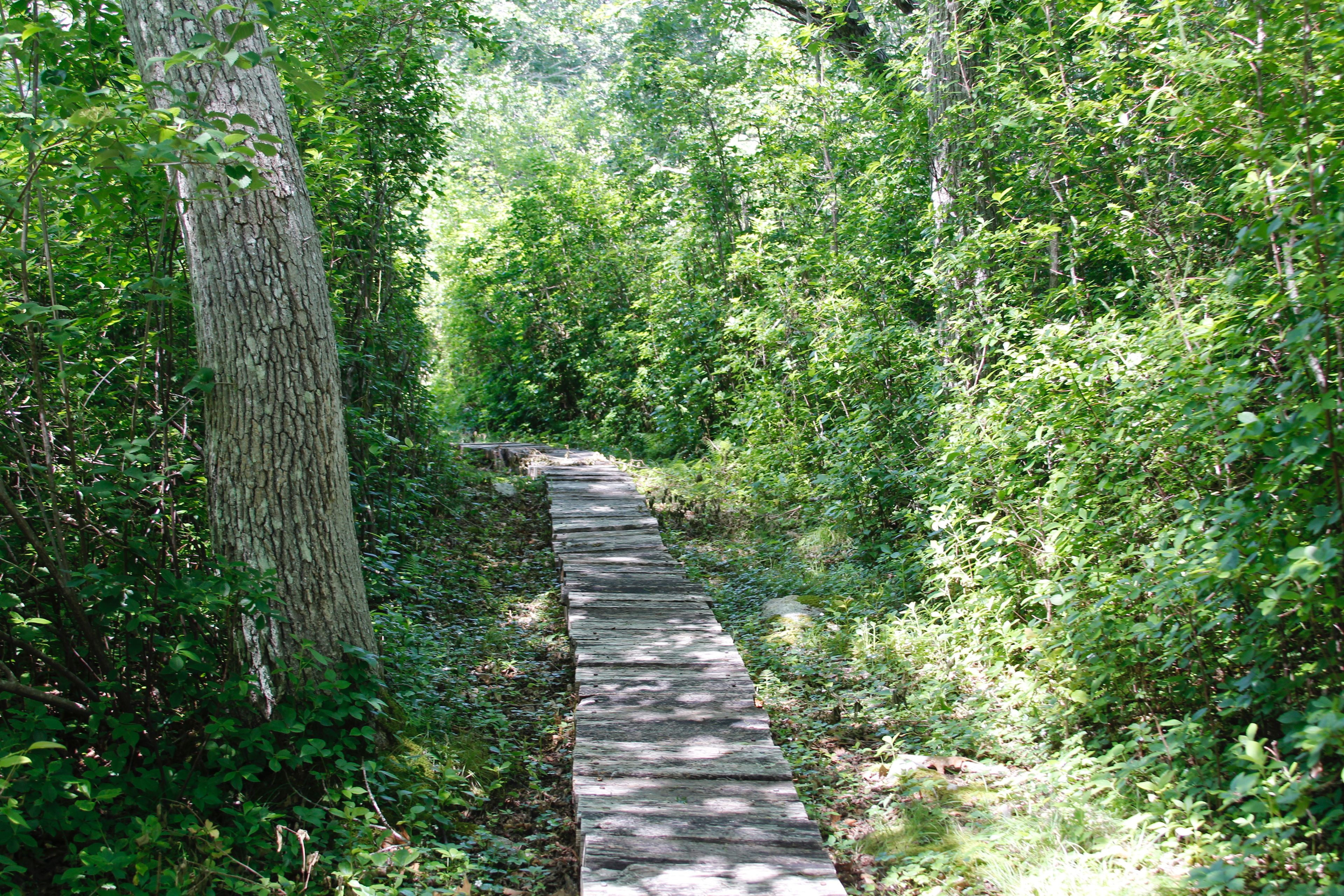 one of many boardwalks