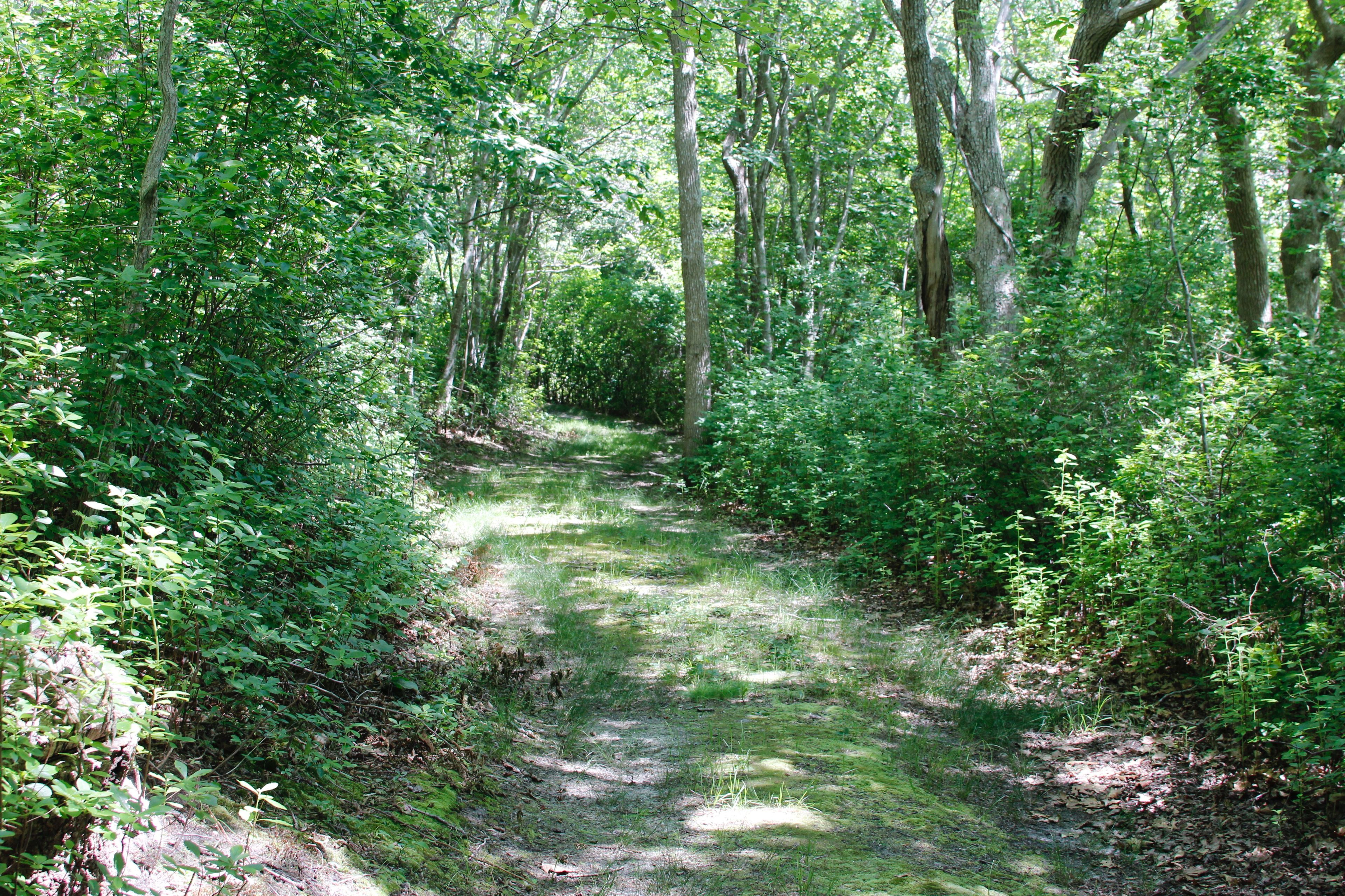 grassy road/path