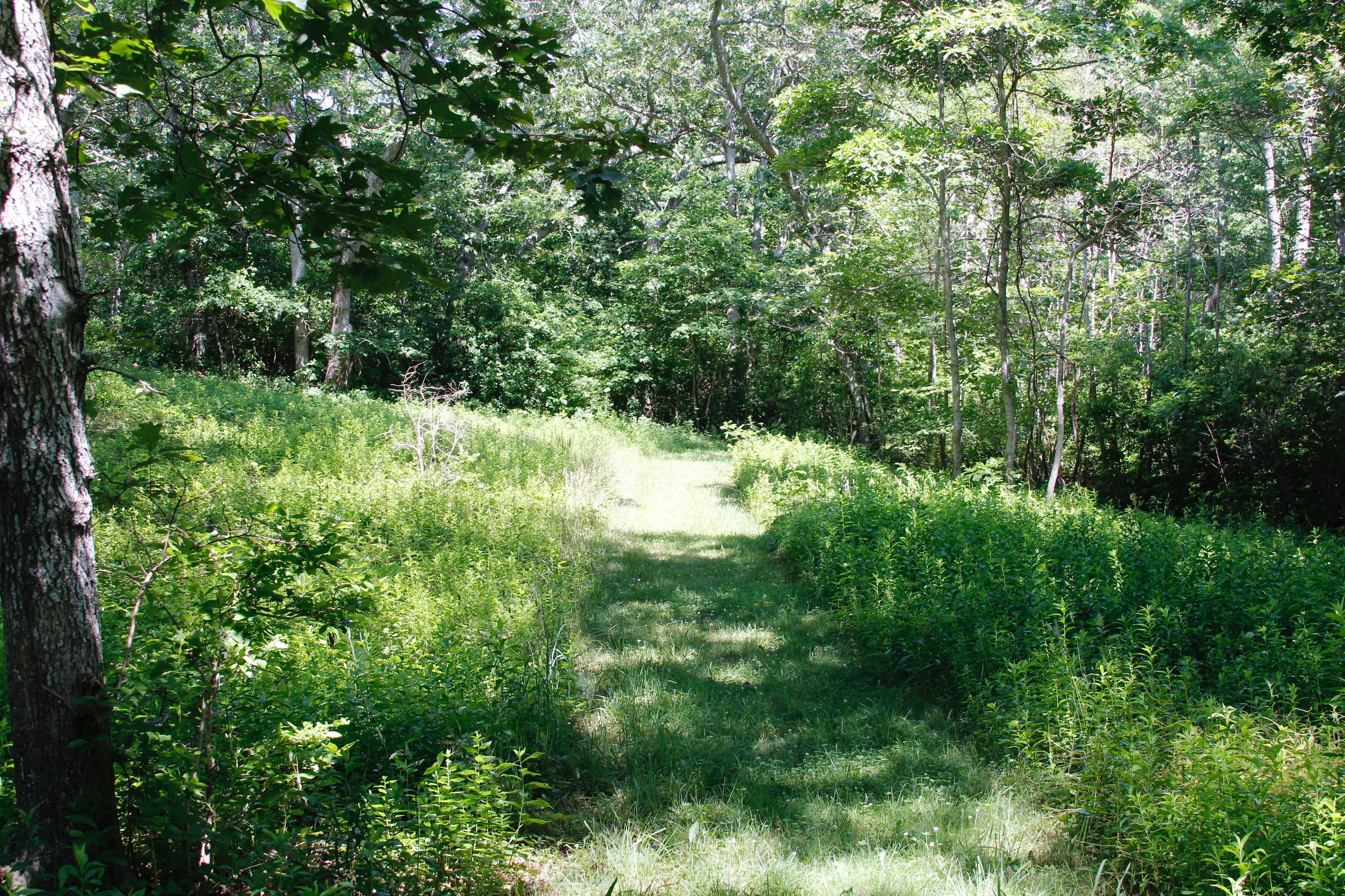 grassy path