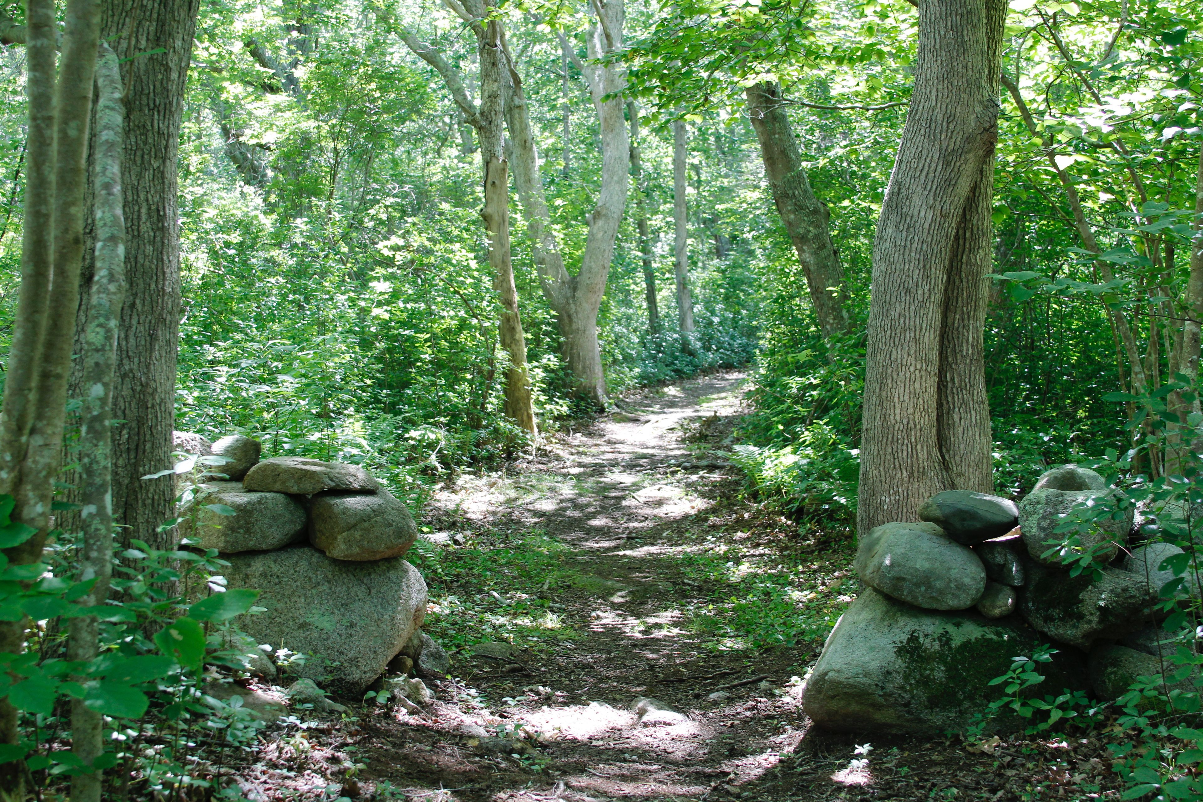 woods trail