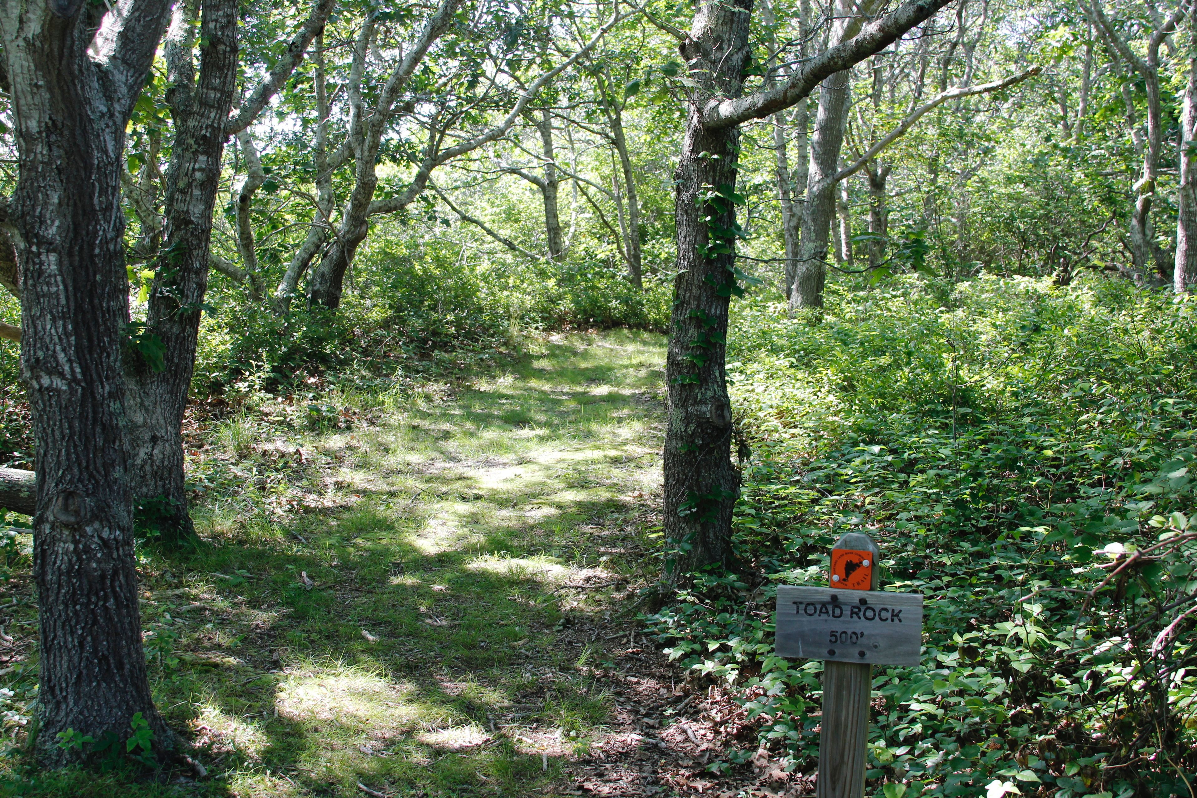 start of trail to Toad Rock