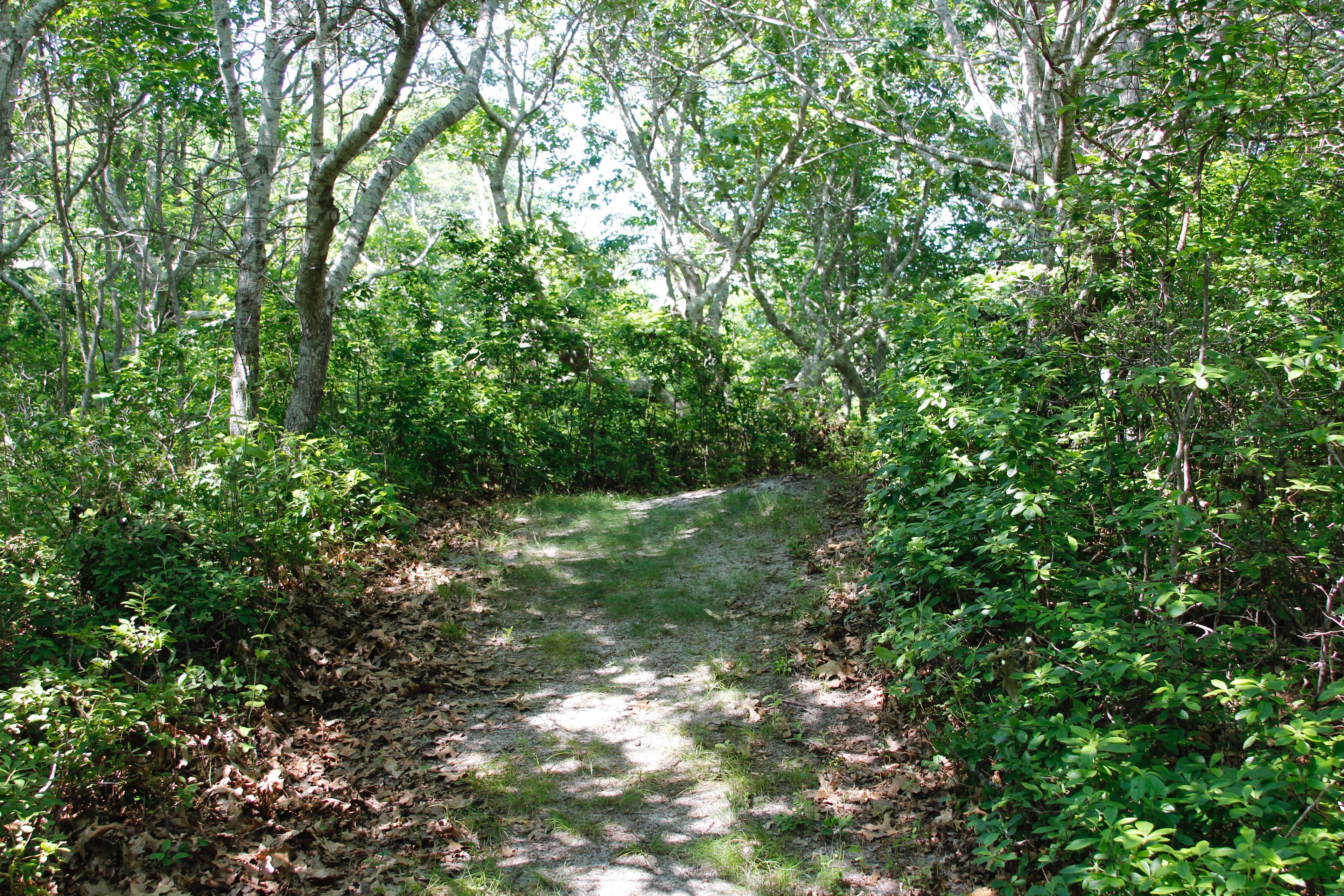 sandy trail through the woods