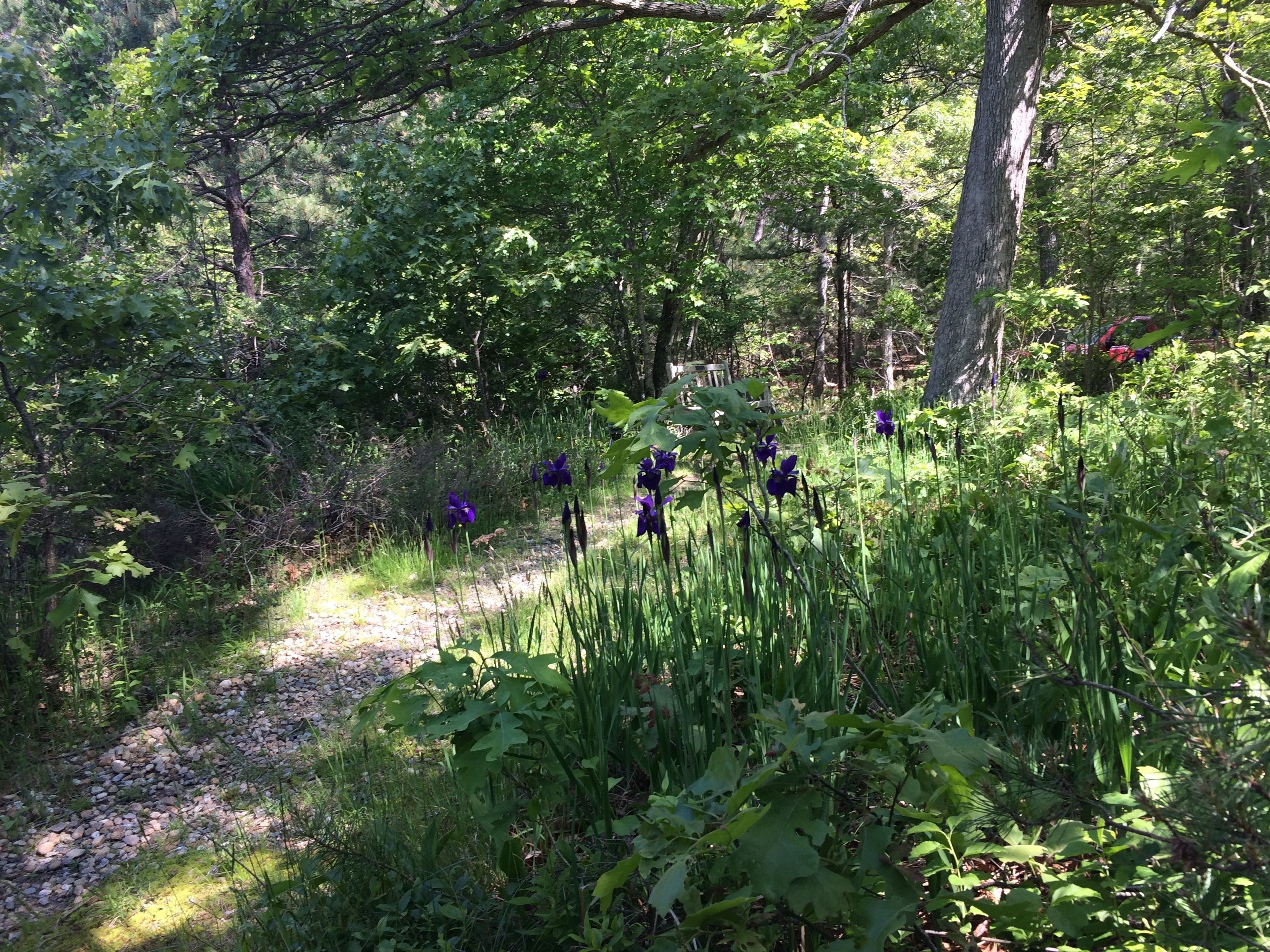 Irises in spring along the path