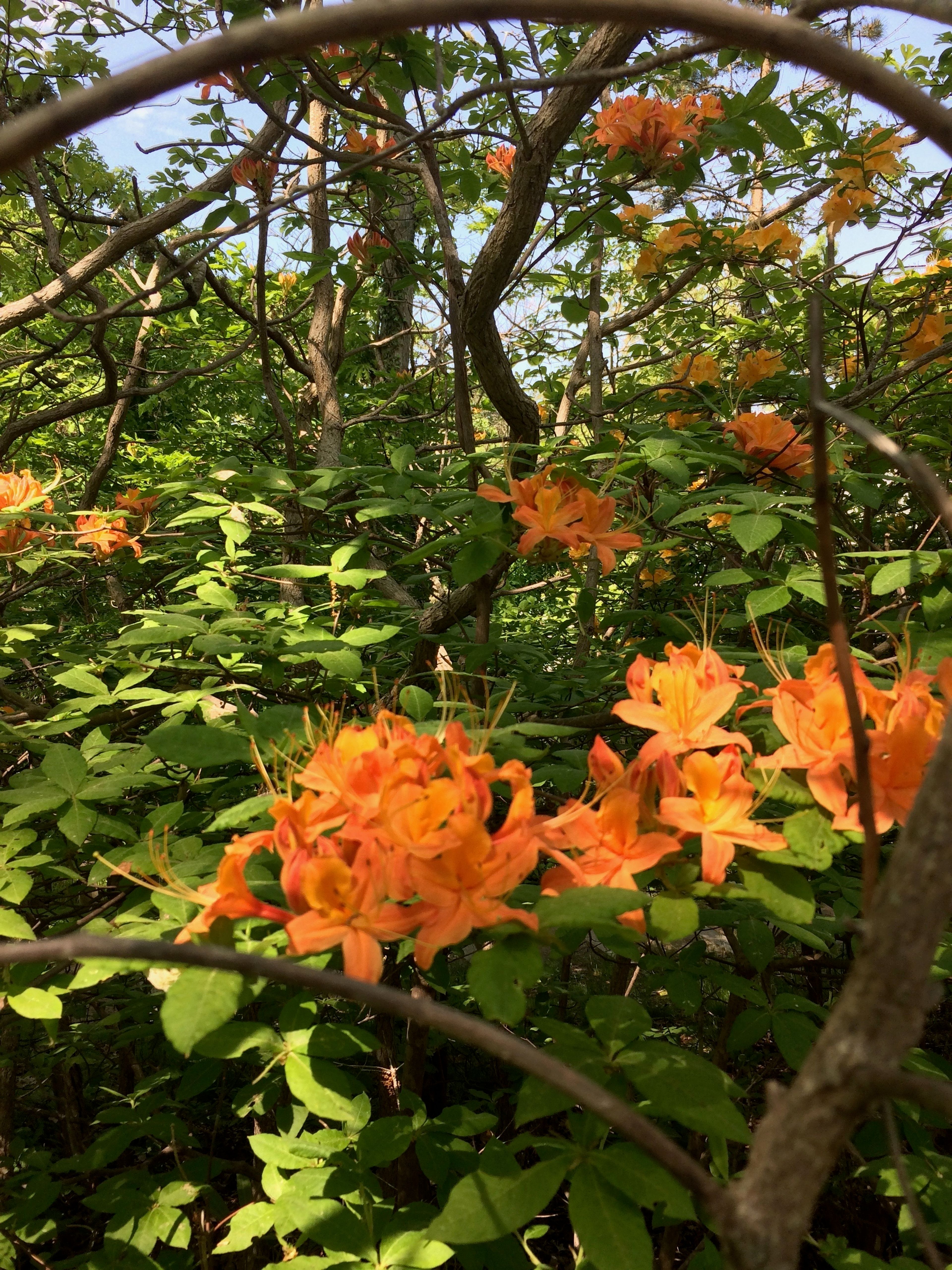 Azalea by entrance in spring