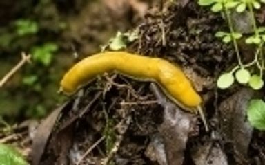 Banana slugs can be found along the shaded trails.