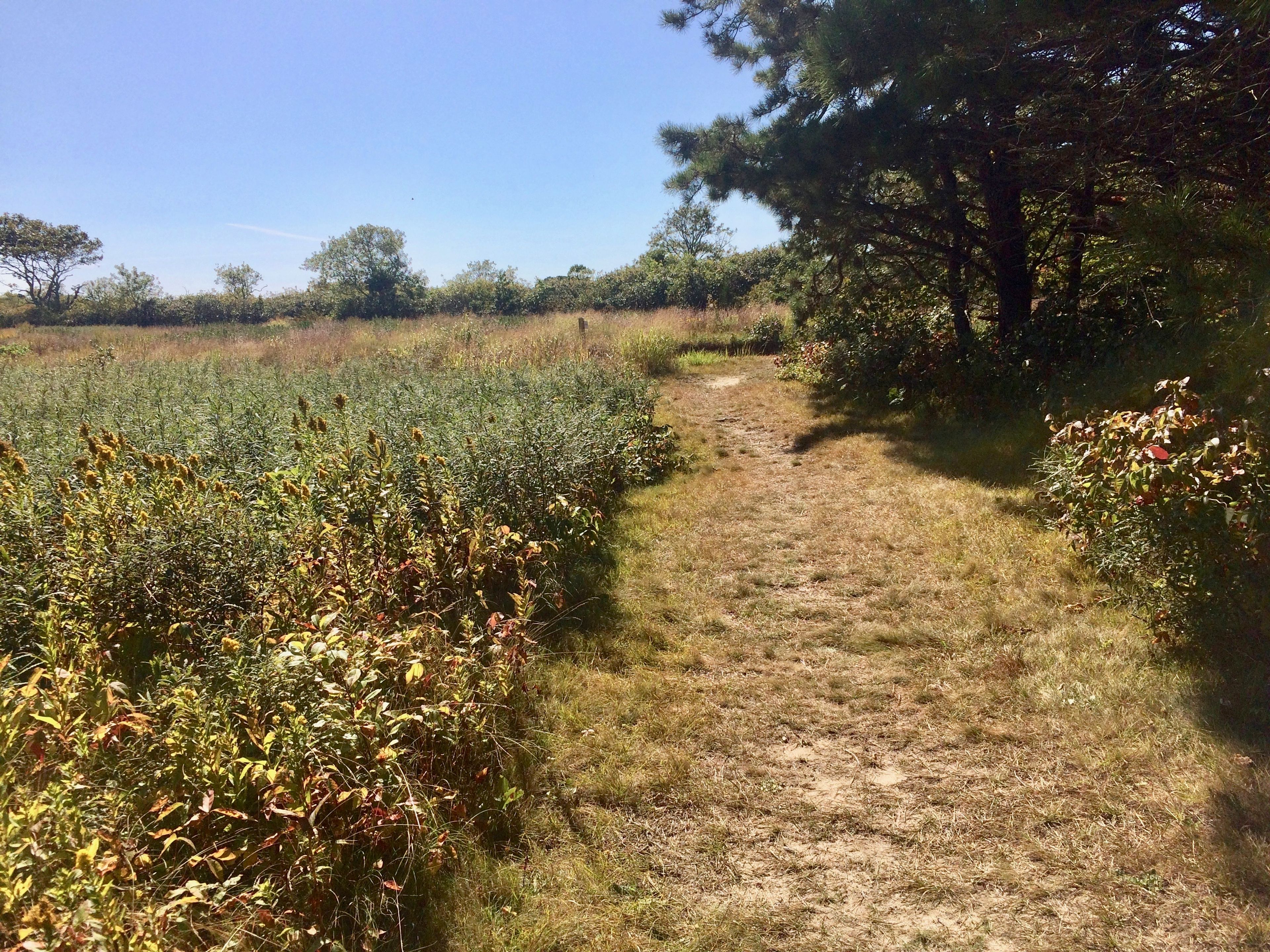 grassy trail at TM1