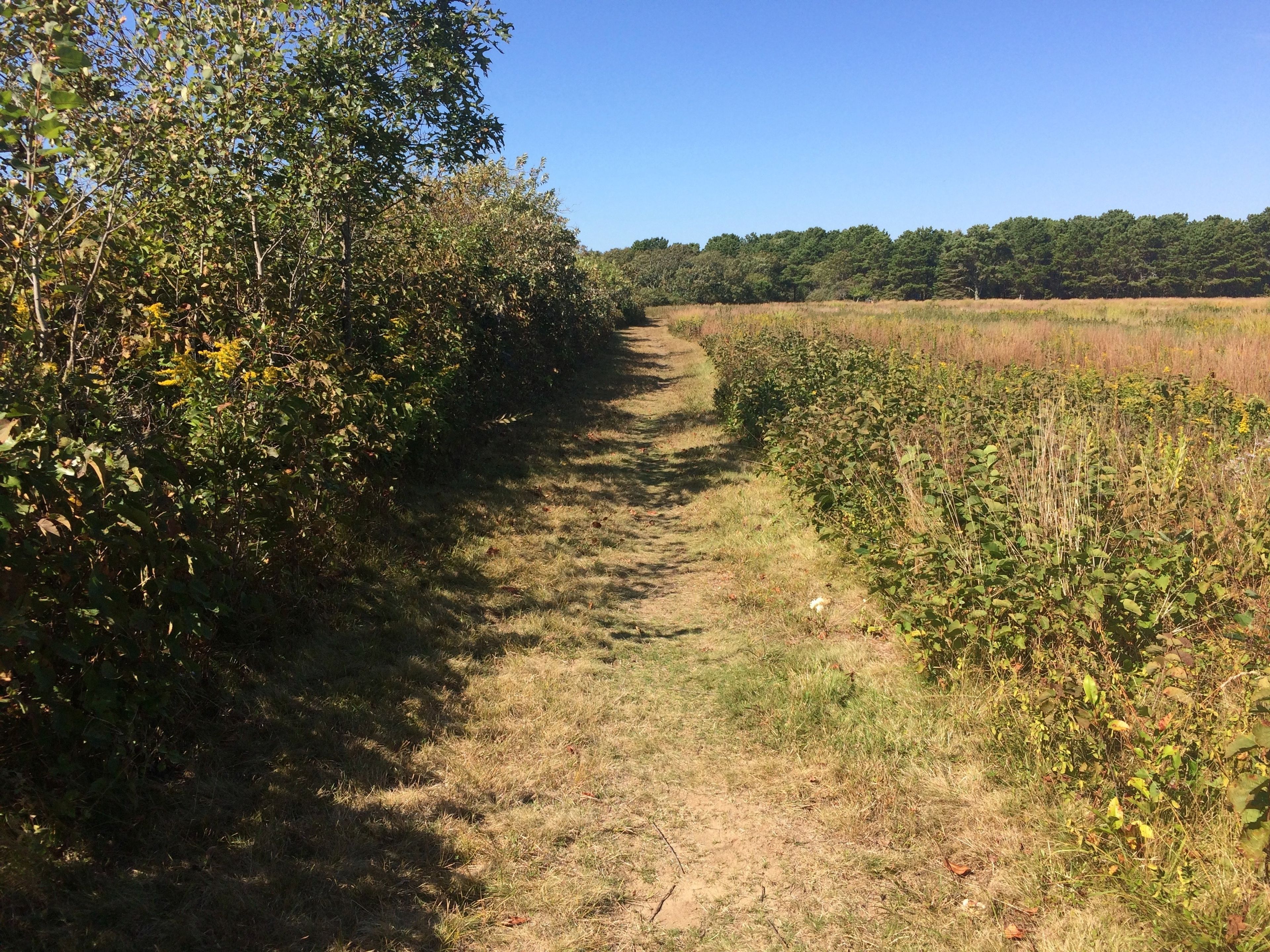 grassy trail by TM2