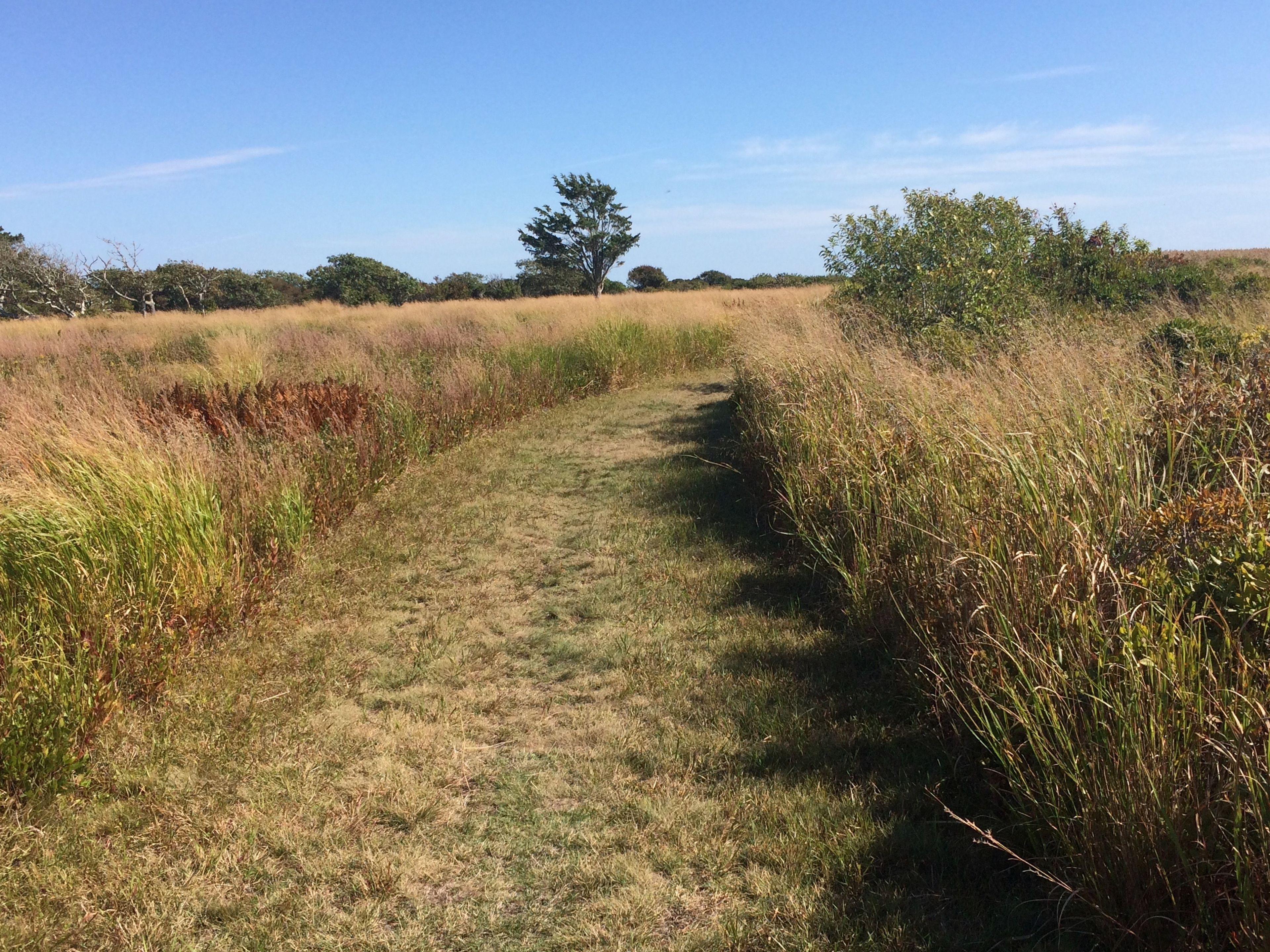 grassy trail at TM5