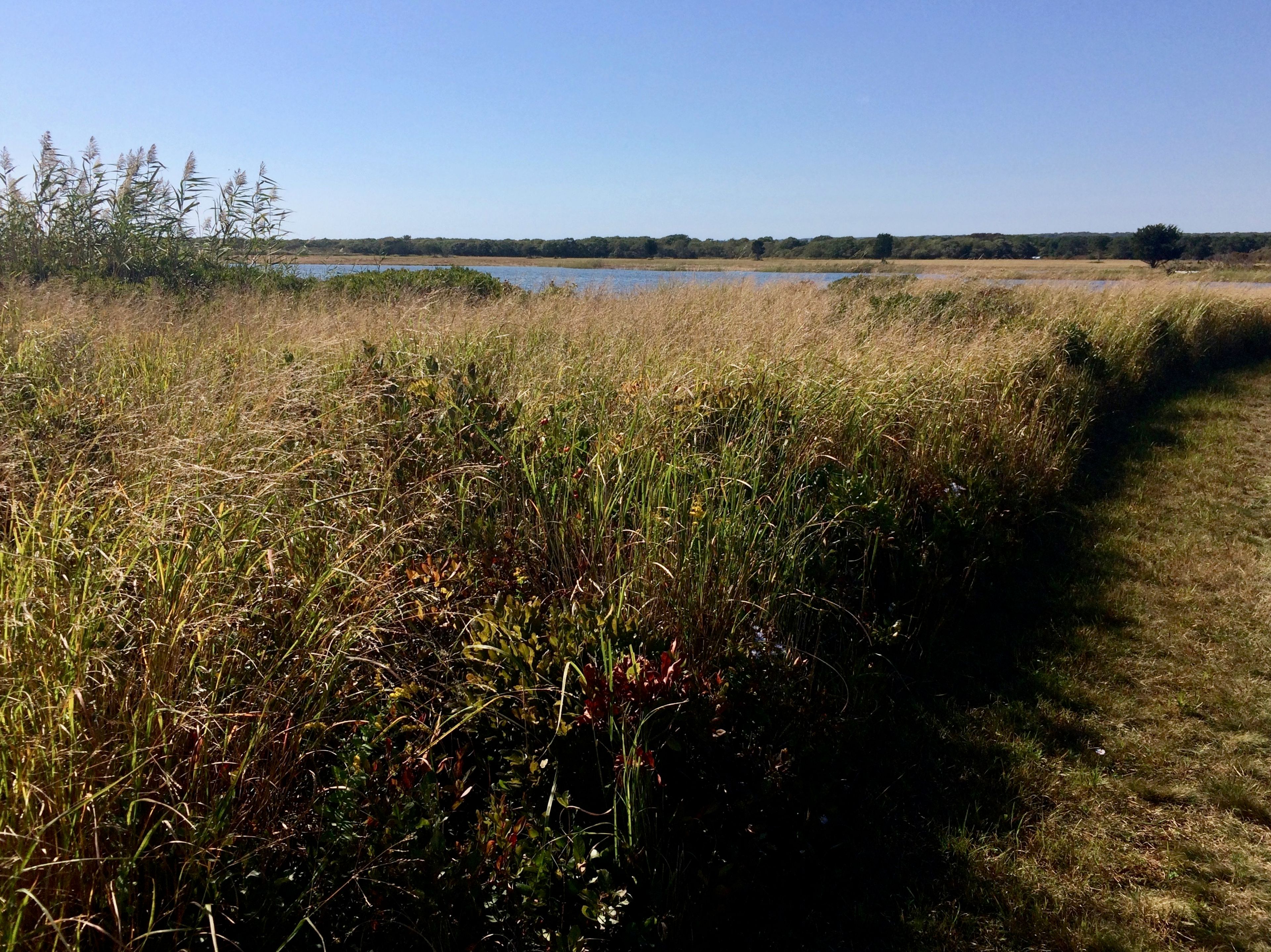 view towards Blackpoint Pond at TM5