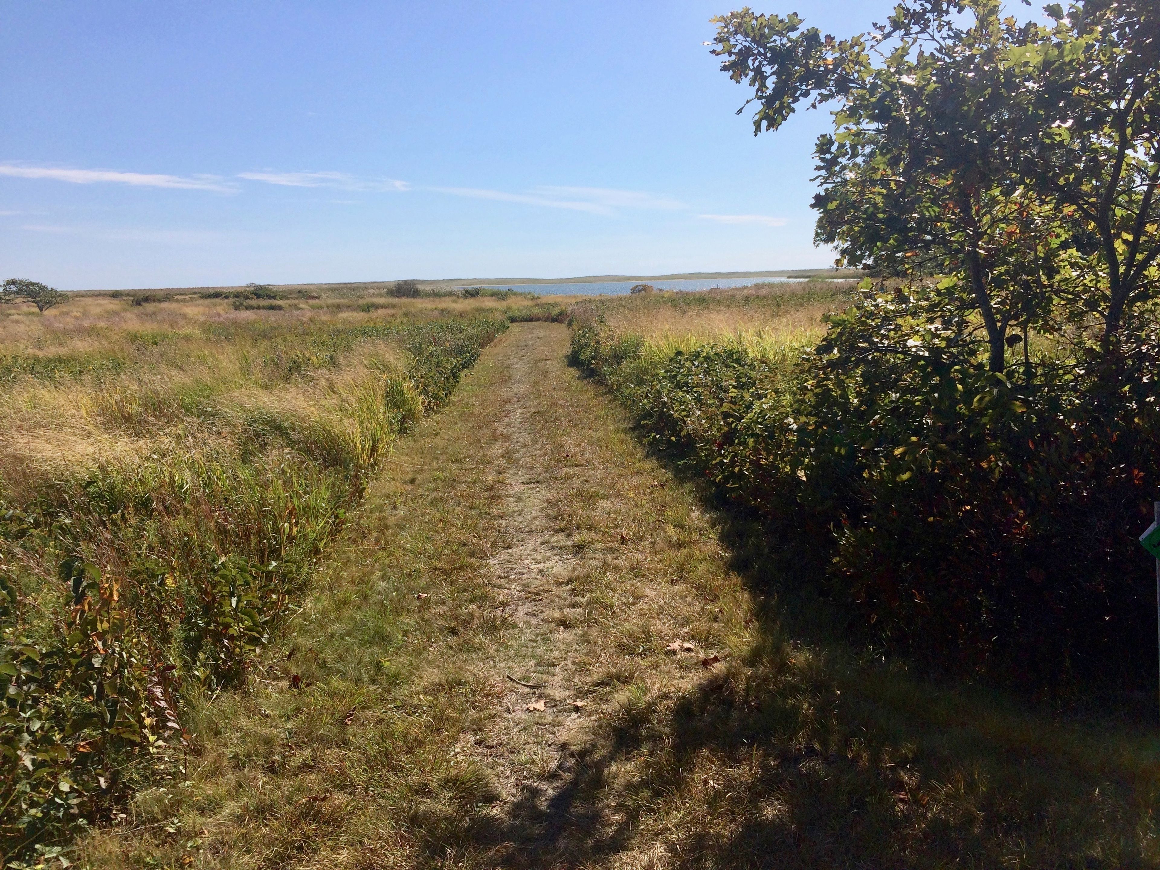 Trail leading towards Blackpoint Pond