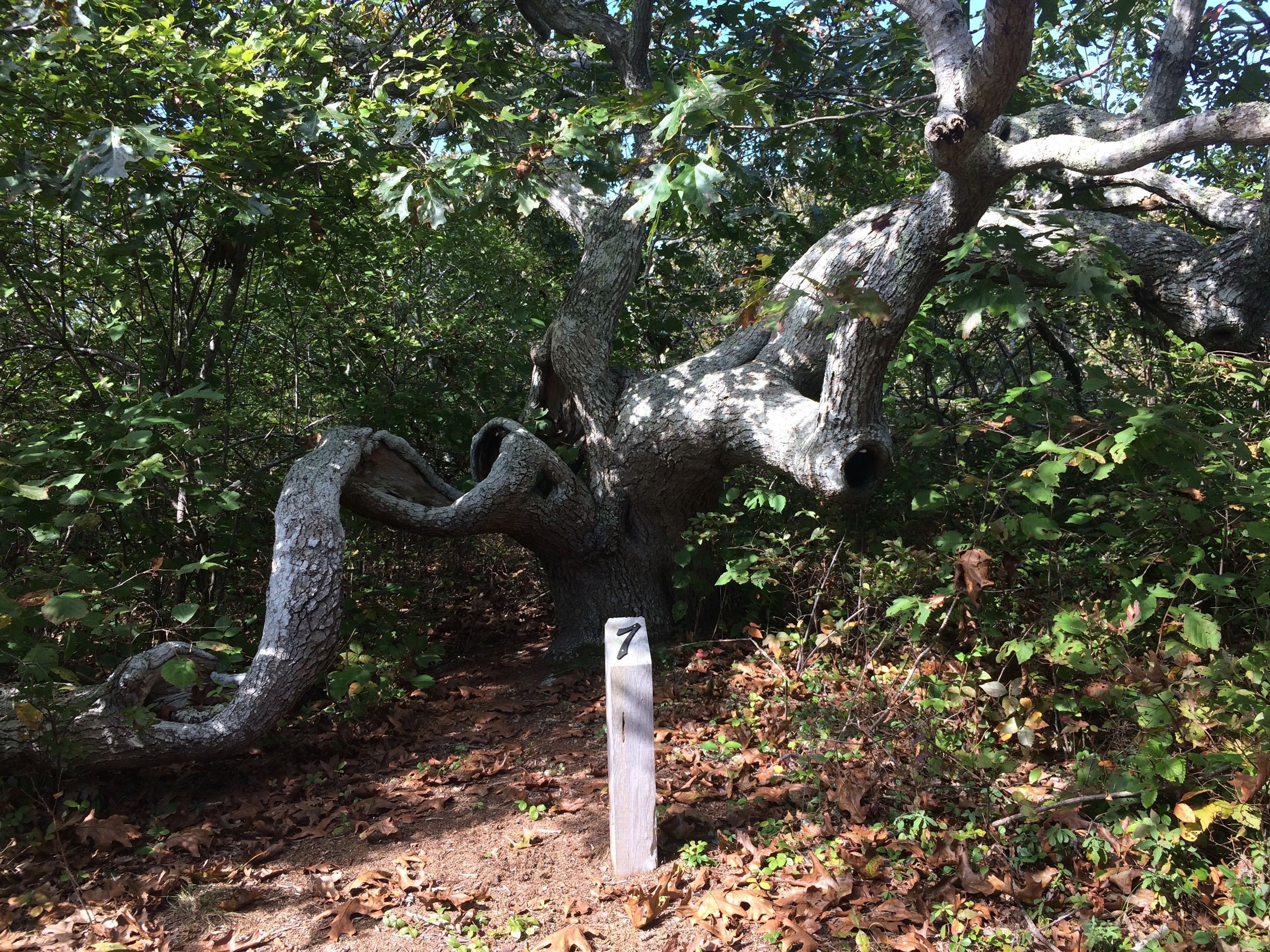 Beautiful Oak at TM7