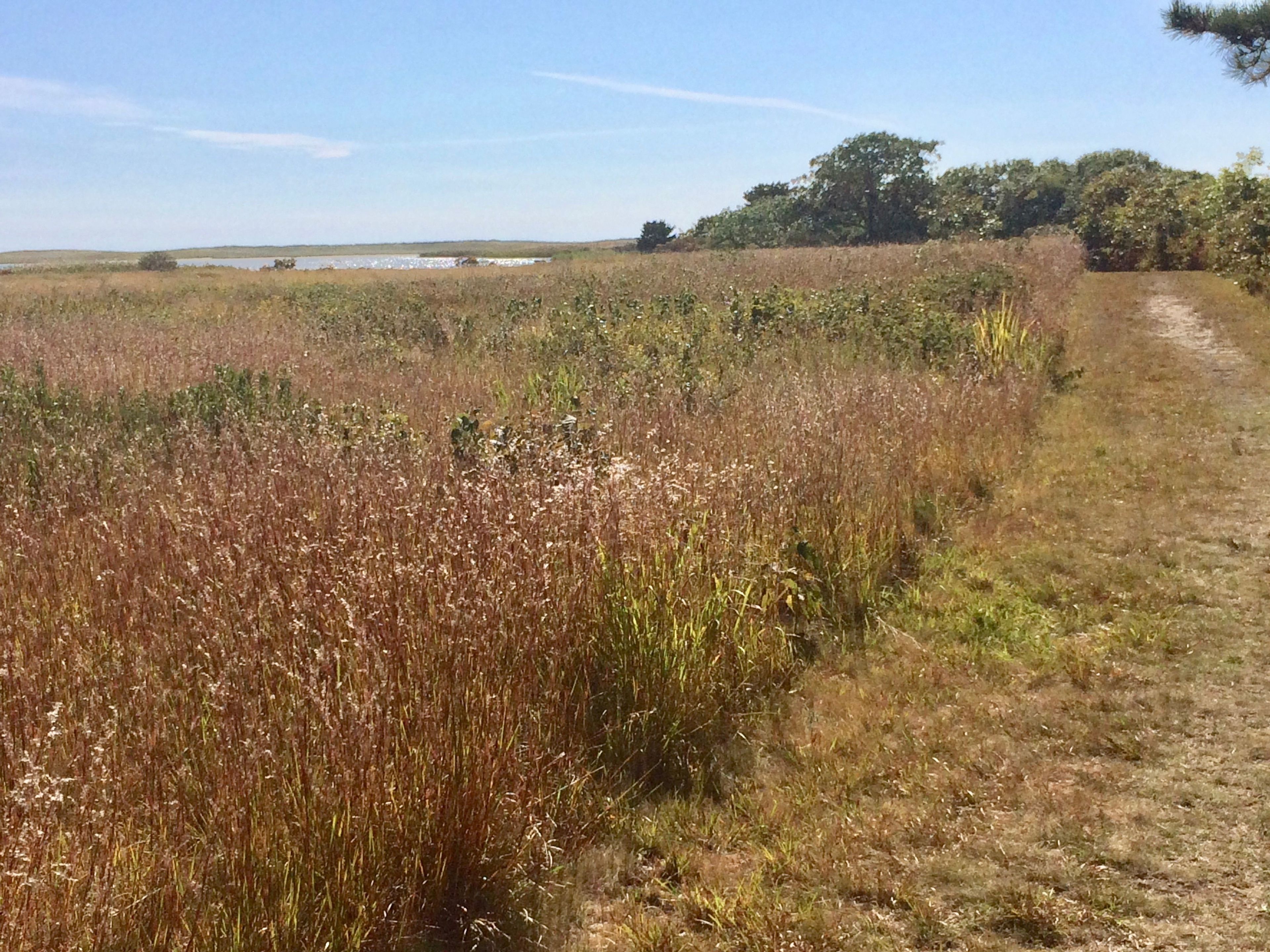 view towards Blackpoint Pond