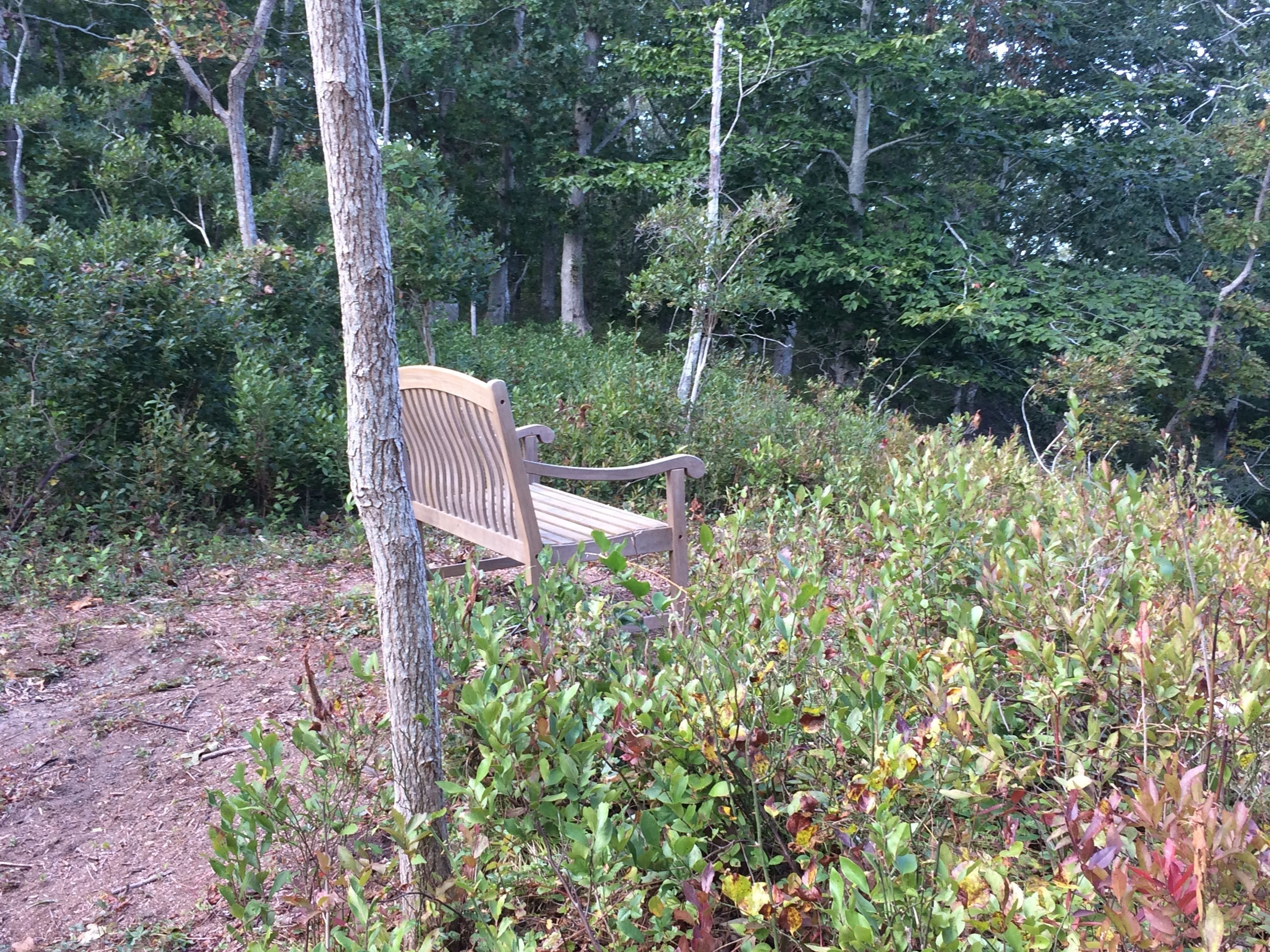 white trail bench overlooking view