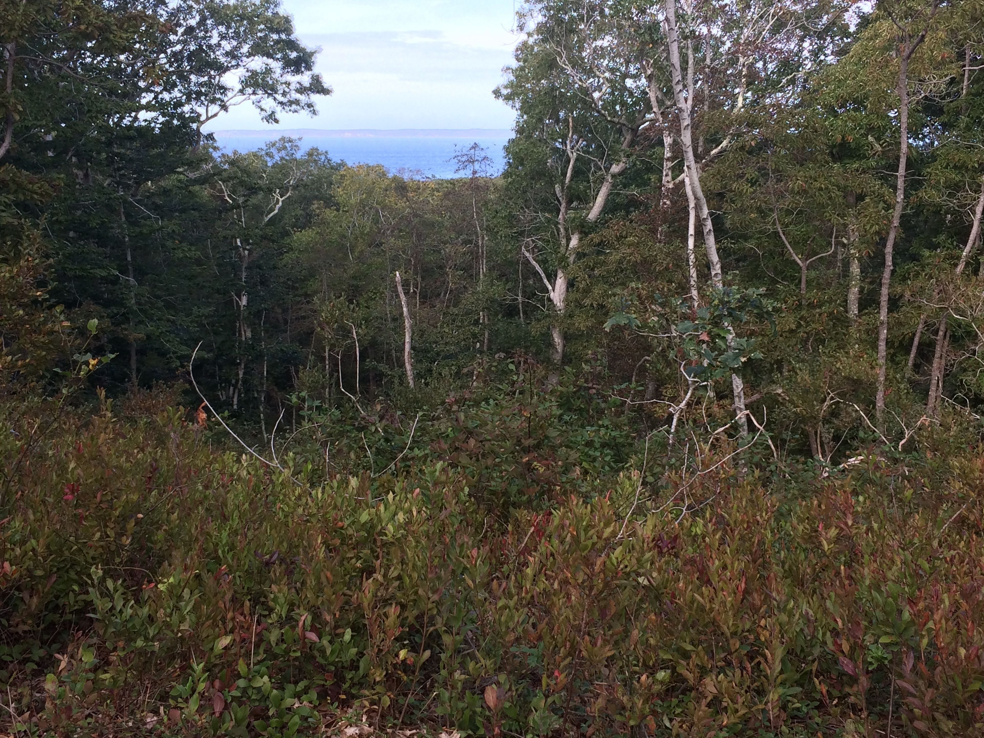 view to water from bench