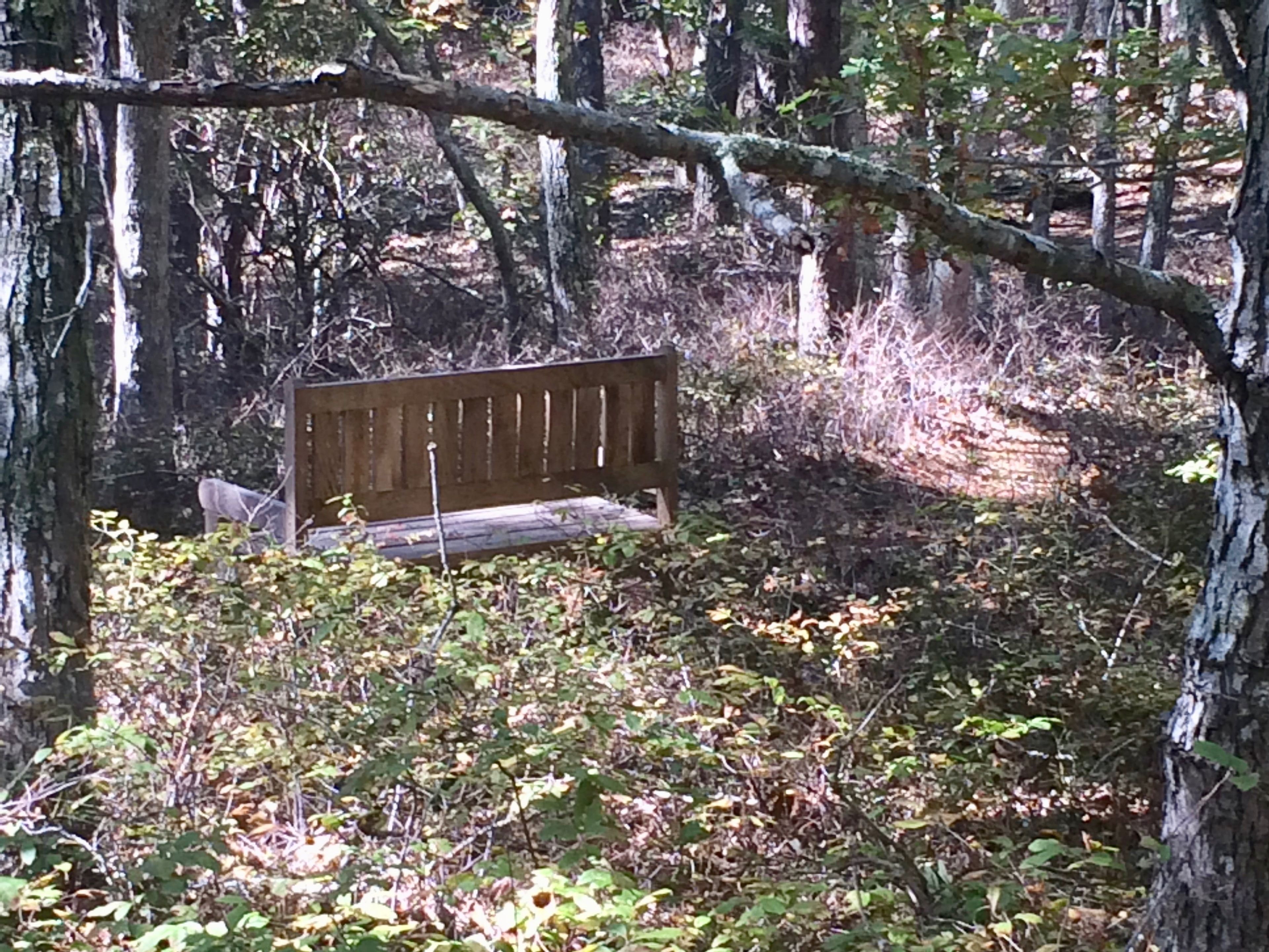 bench, purple trail