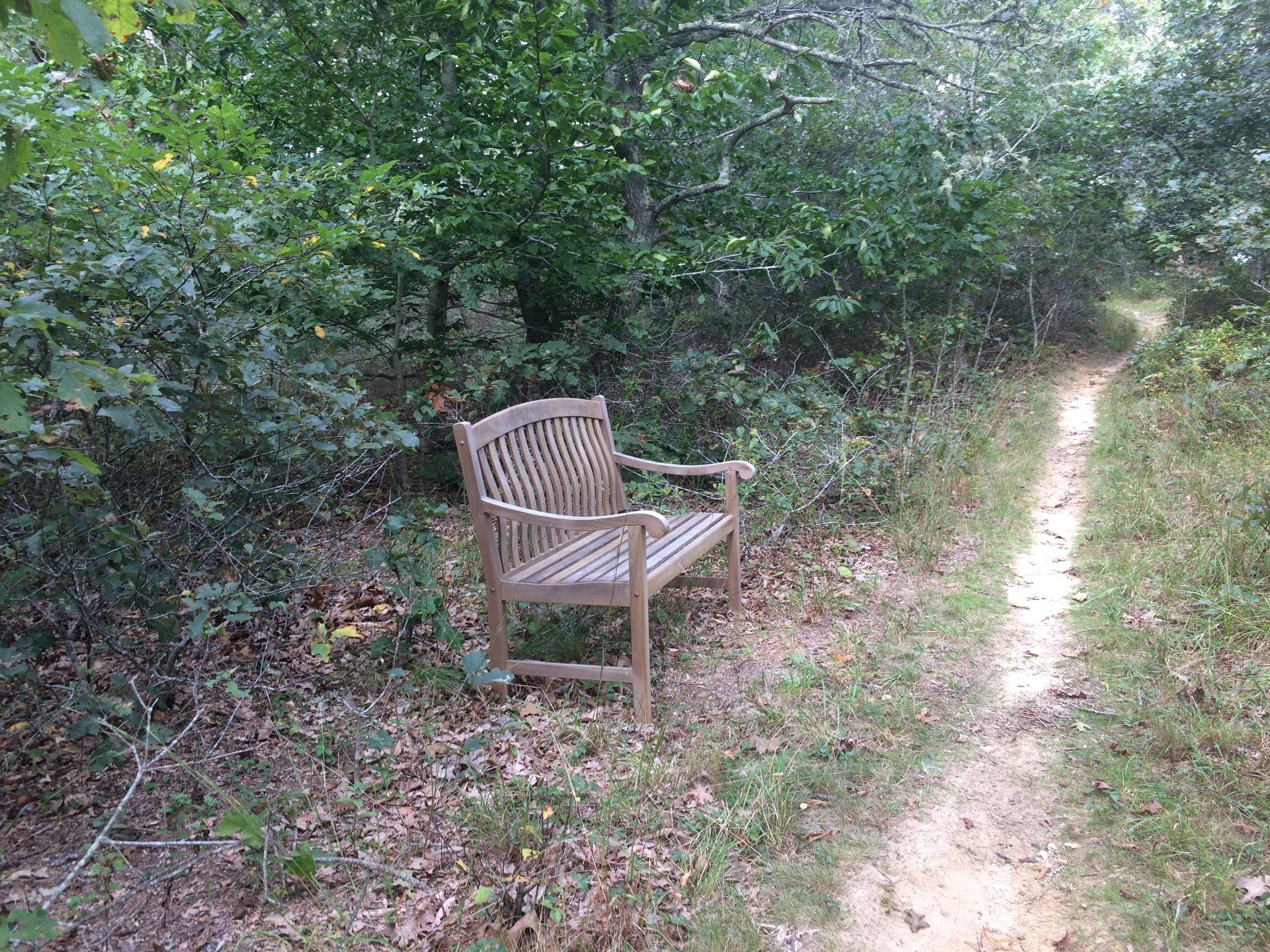 bench, yellow trail