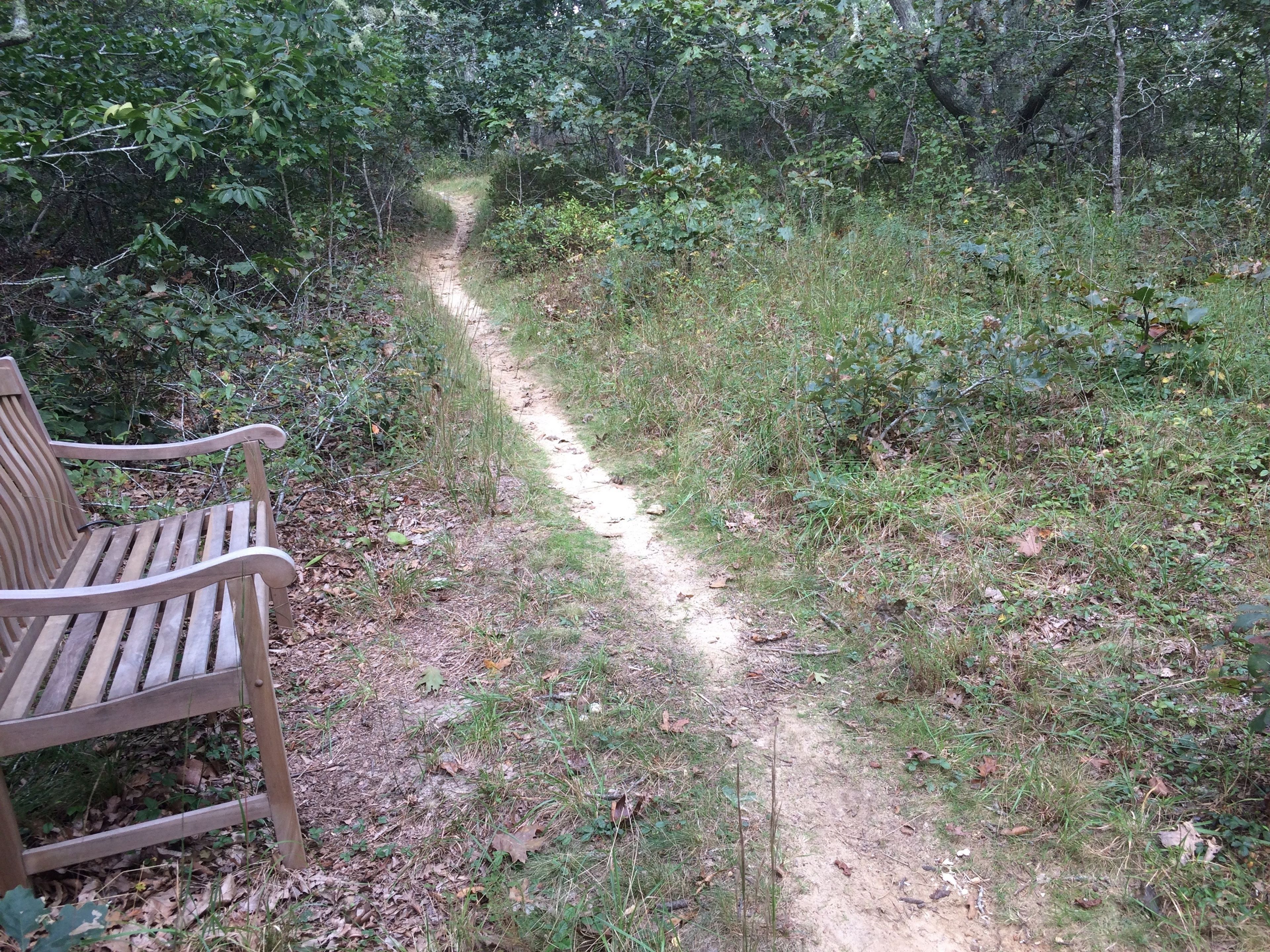 bench, yellow trail