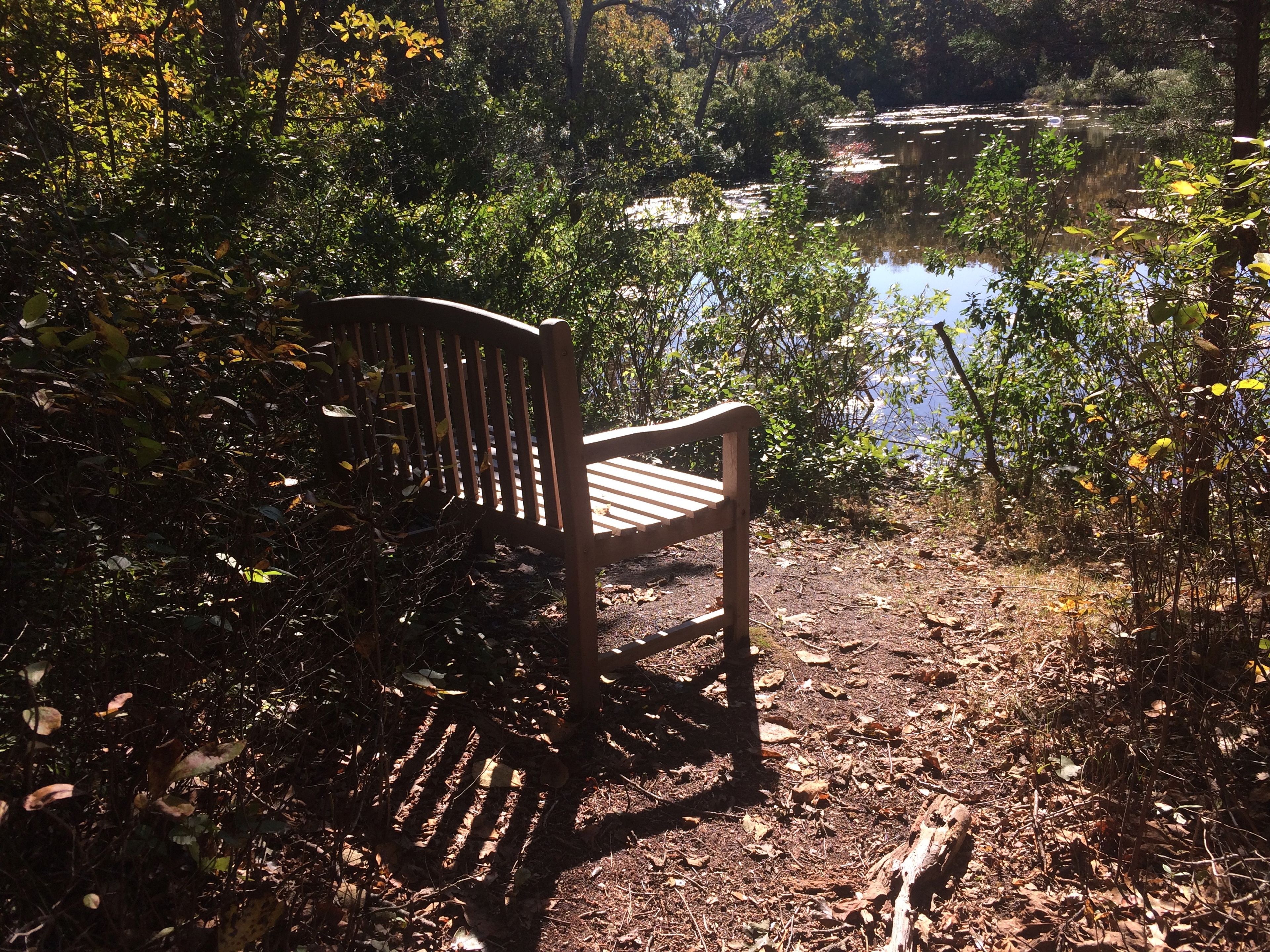 bench at end of Turtle Pond