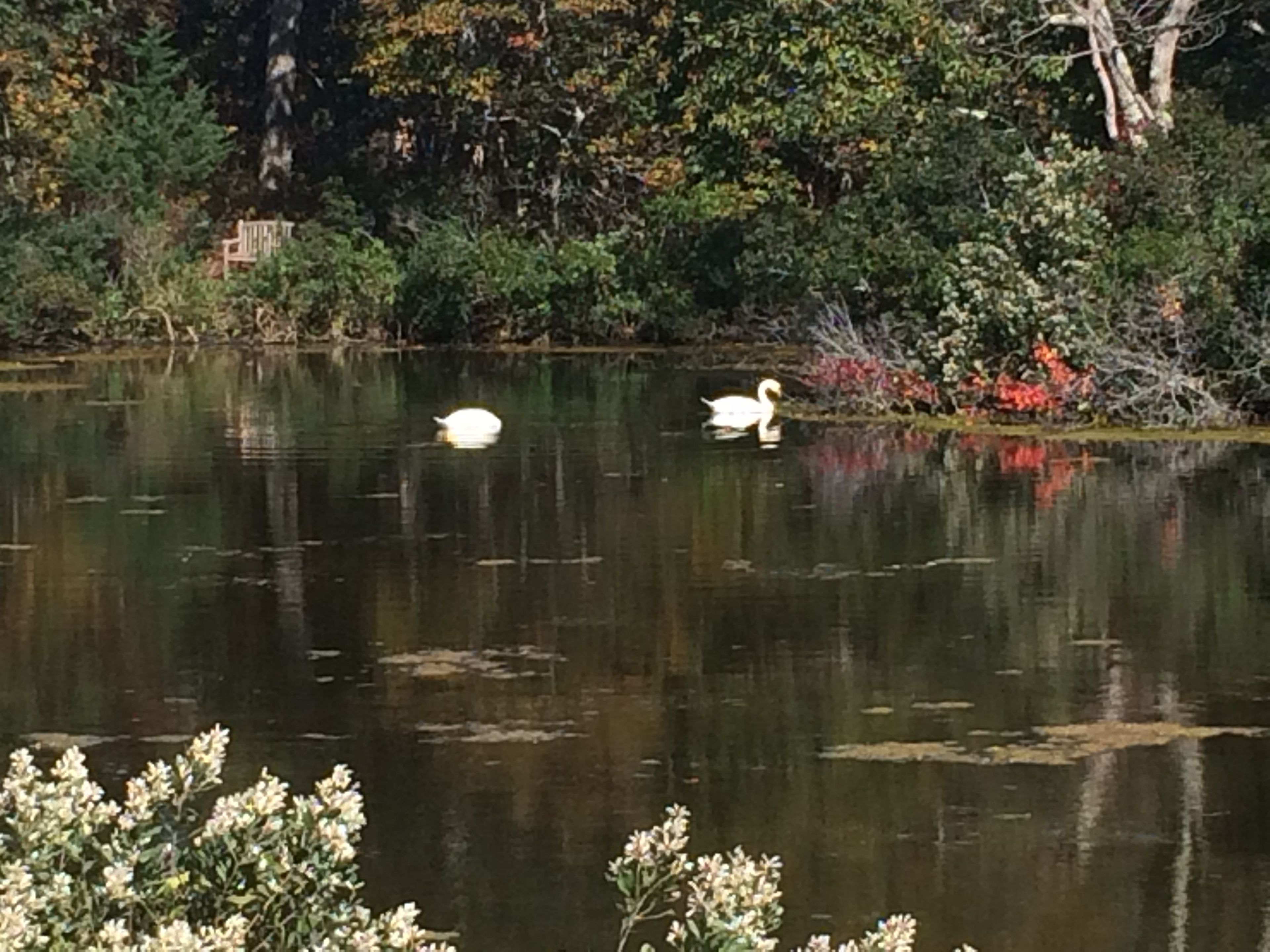 Turtle Pond in fall