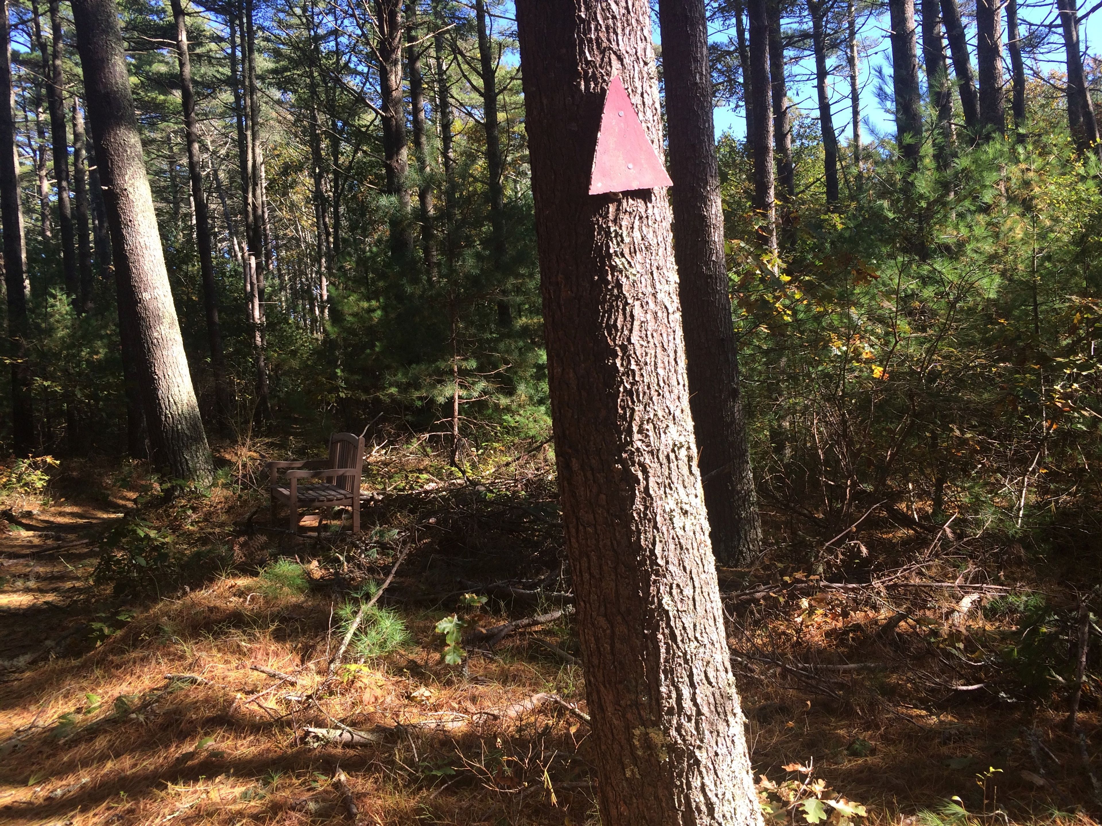 bench along Red Trail