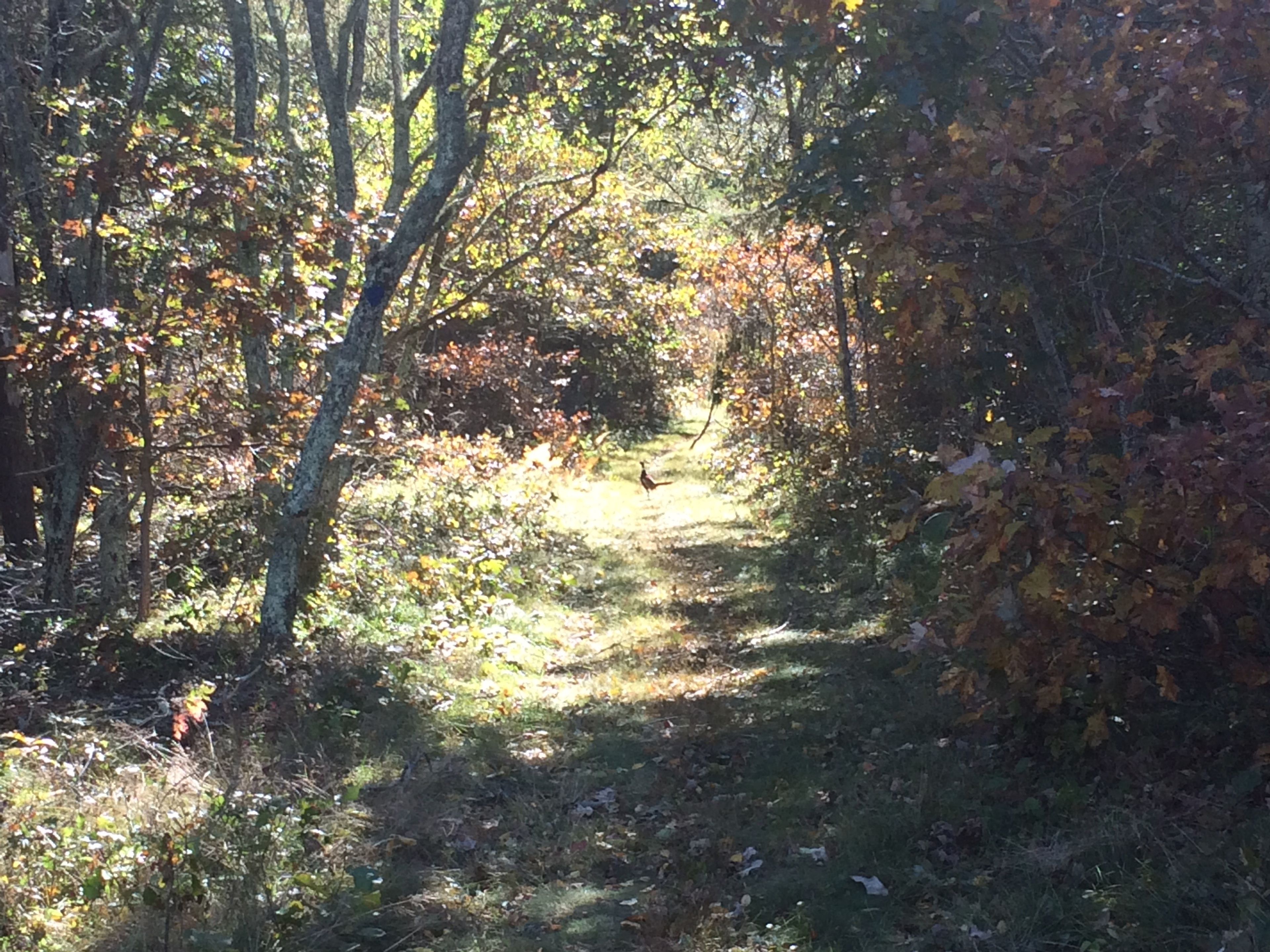 pheasant on trail