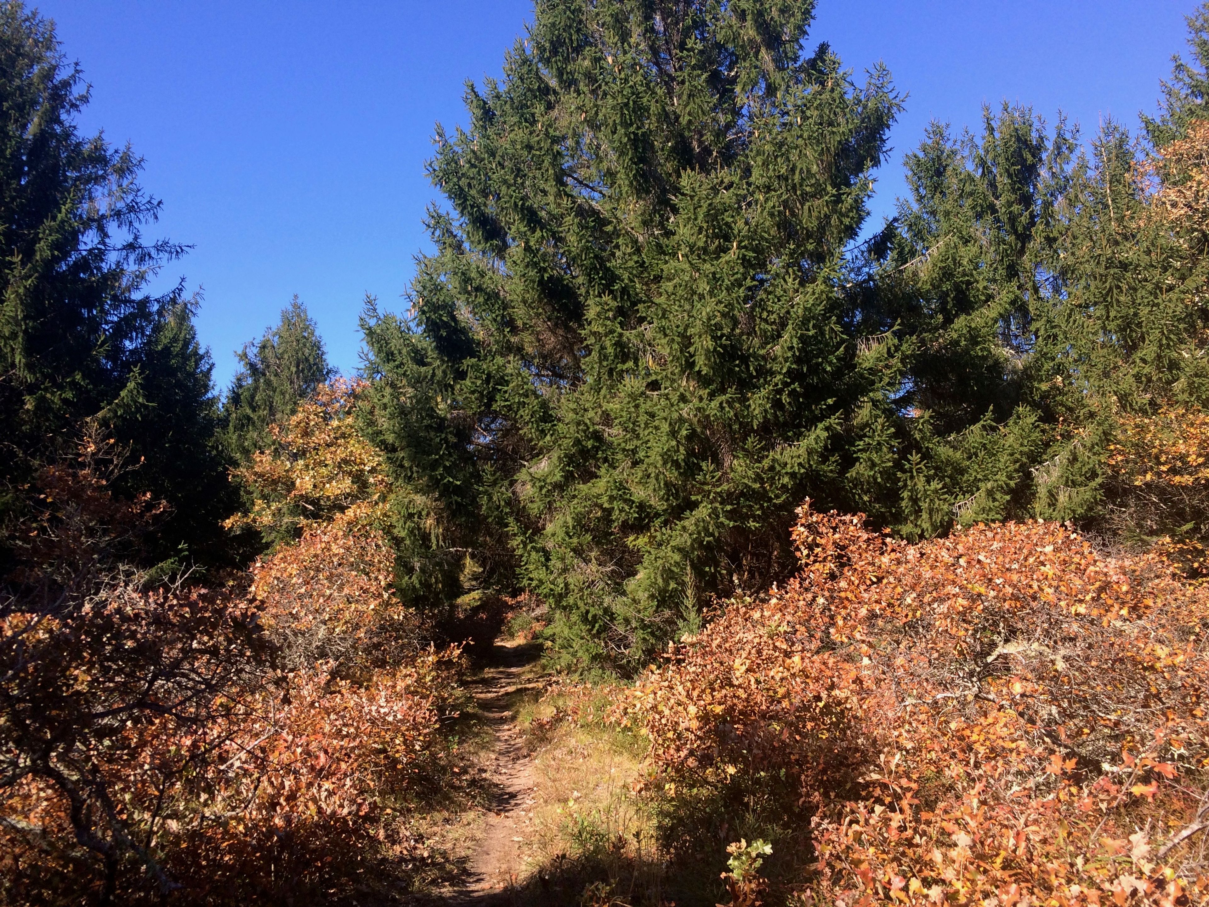 Dr Fisher Road in fall