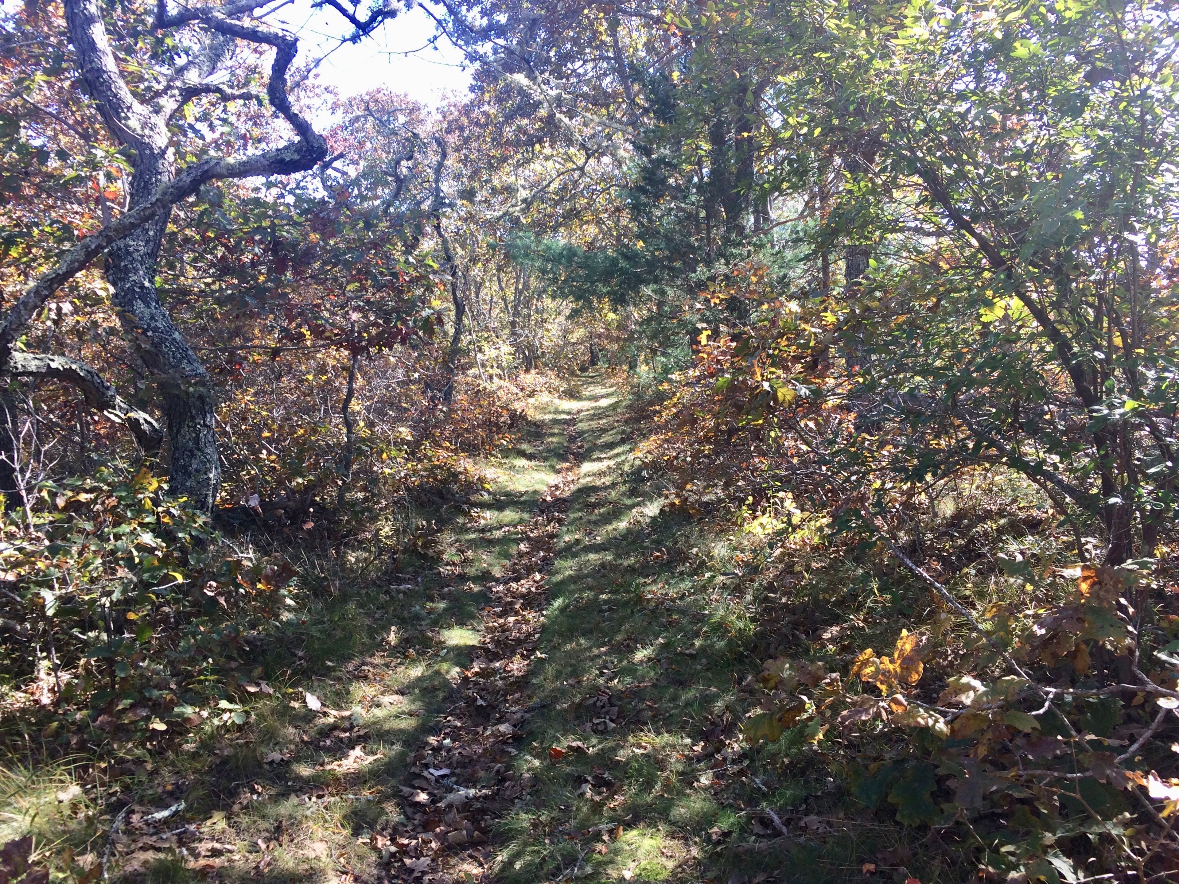 Dr Fisher Road in fall