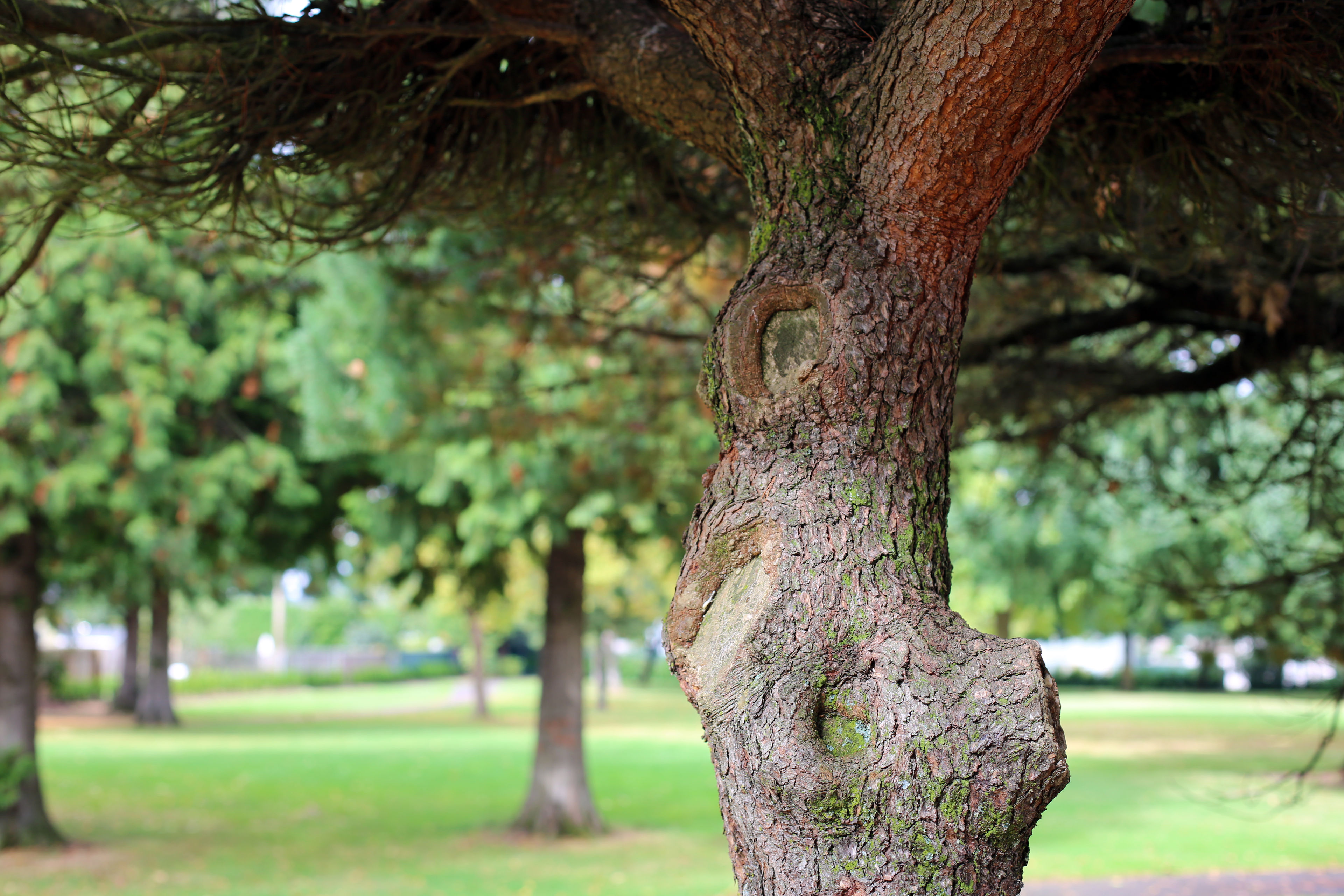 Aspen_Highlands_Park_tree_trunk.jpg