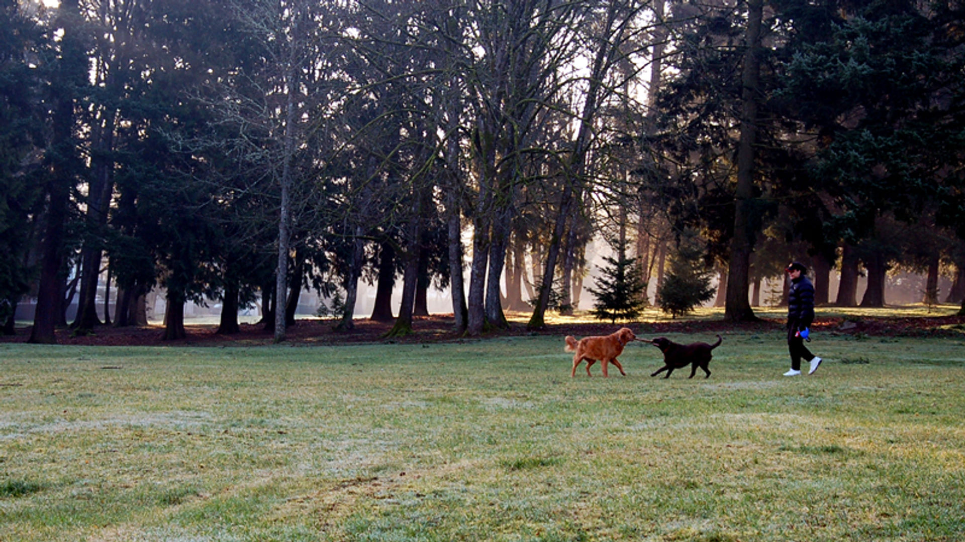 Gallery-Dogs-and-Woman-in-Columbia-View-Park.jpg