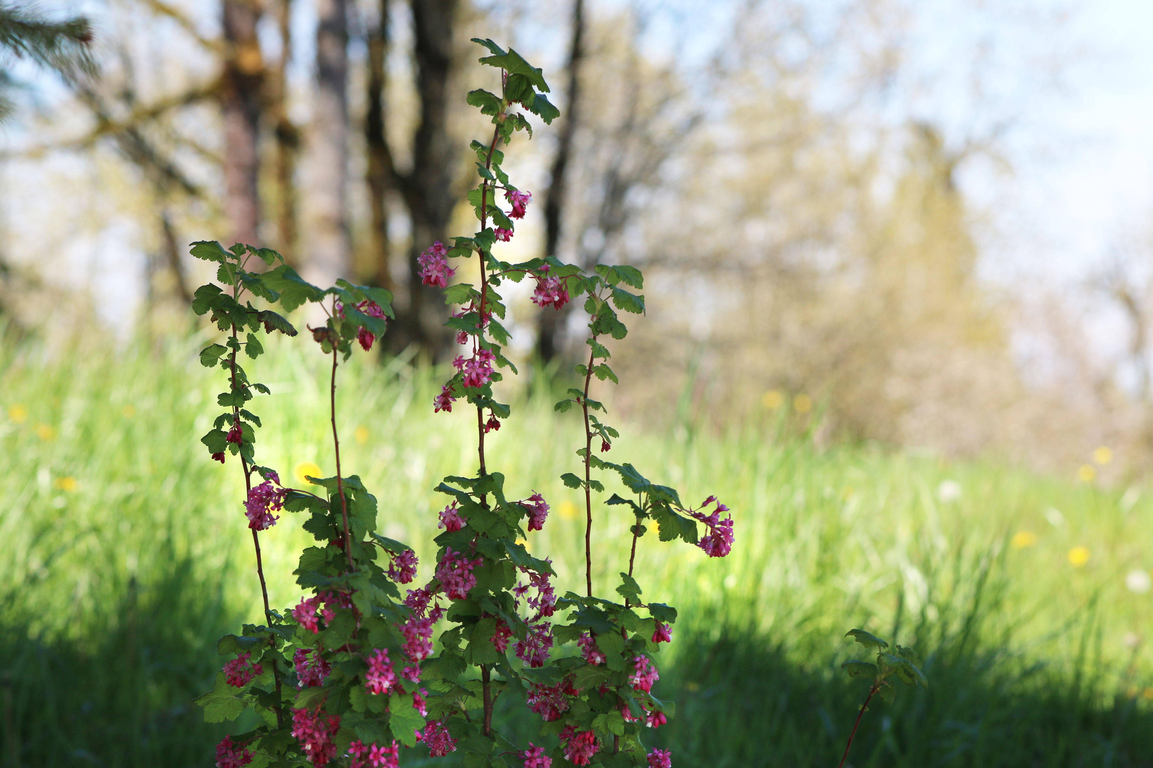 Hogan_Butte_spring_flowers.jpg