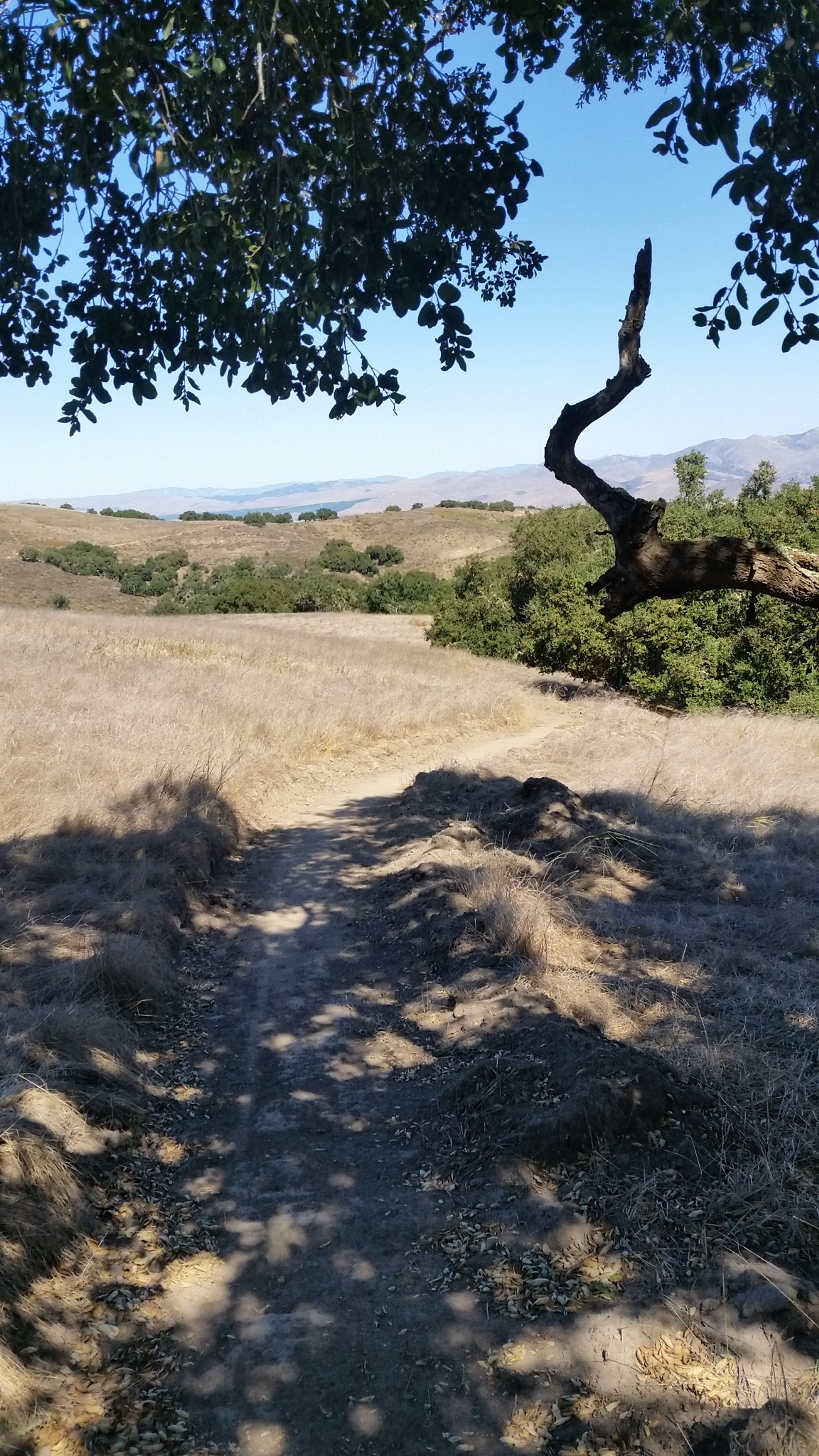 South Ridgetop to Basin Trail