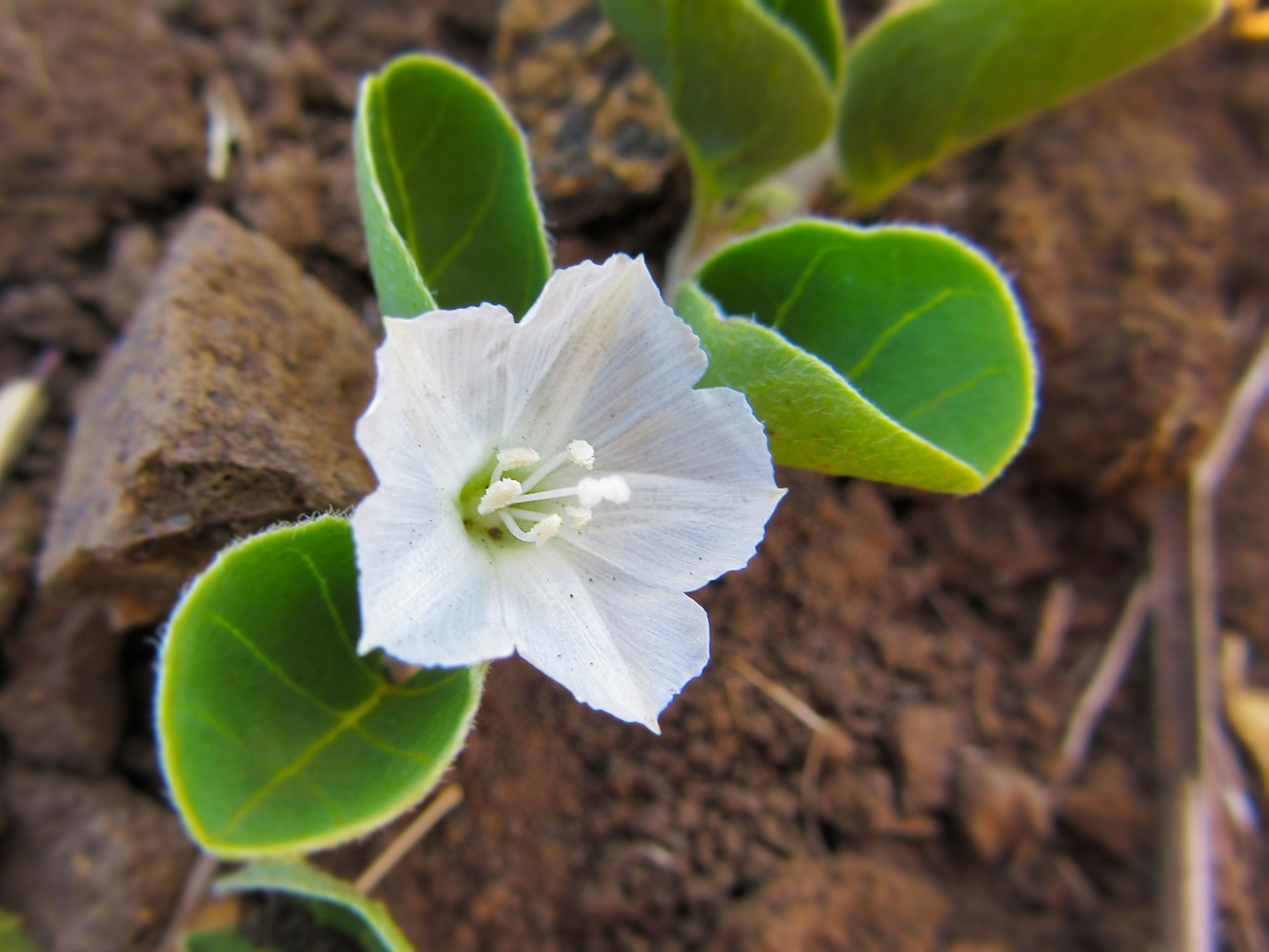 The endemic pāʻūohiʻiaka (Jacquemontia sandwicensis) is often seen growing along this trail.