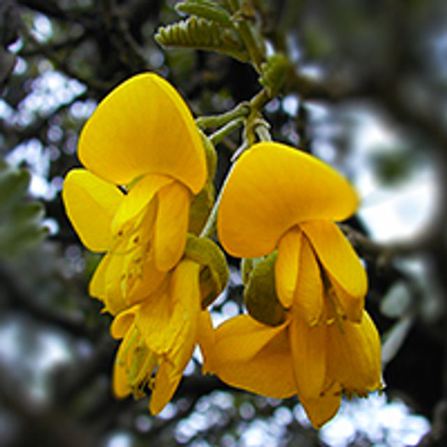 Māmane flowers bloom along the Puʻu Lāʻau Road