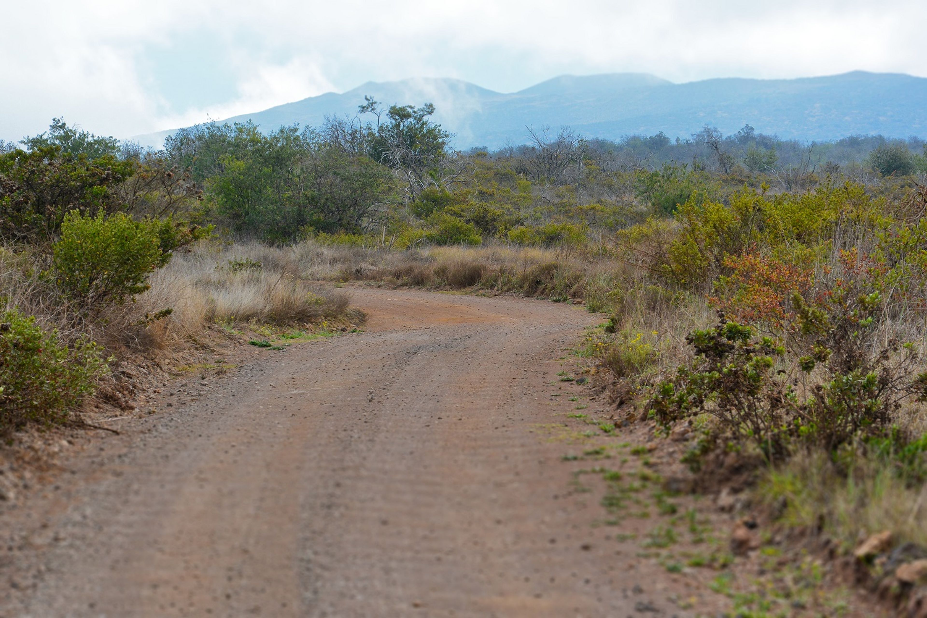 Puʻu Lāʻau Road passes through māmane-naio forest, home to the critically endangered bird, palila.