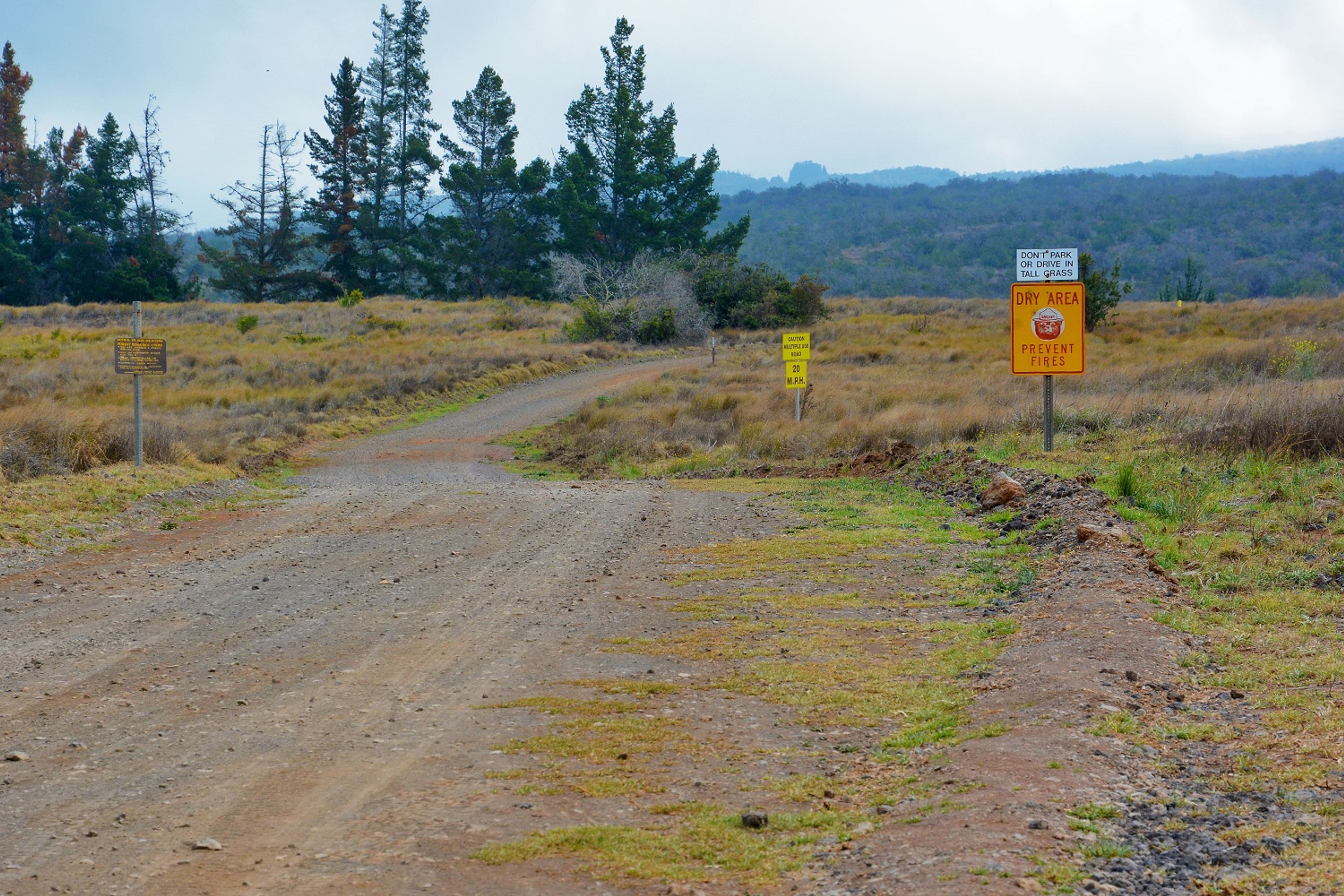 Puʻu Lāʻau road goes through the rare high-elevation dry forest of Mauna Kea